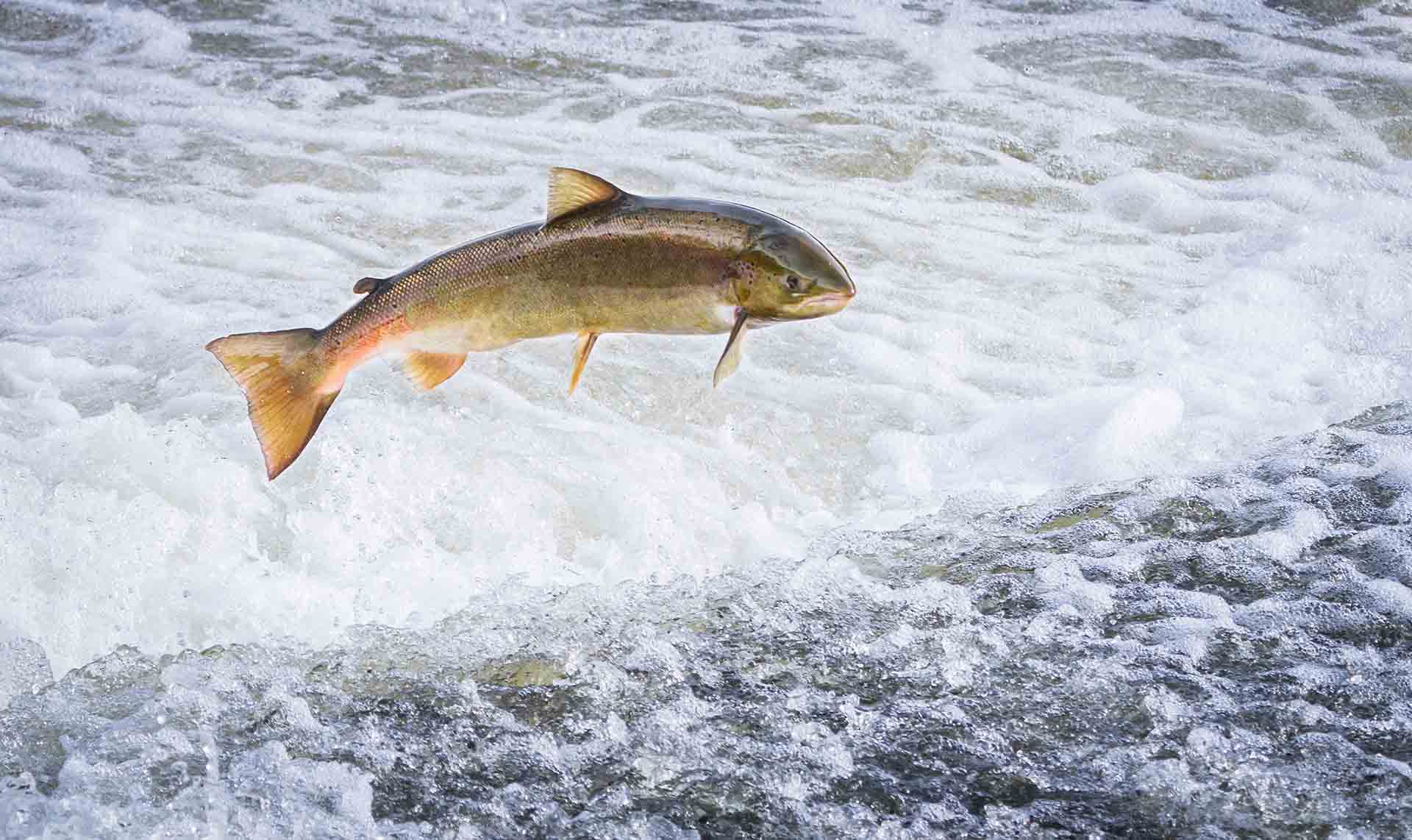 An Atlantic salmon jumps out of the water
