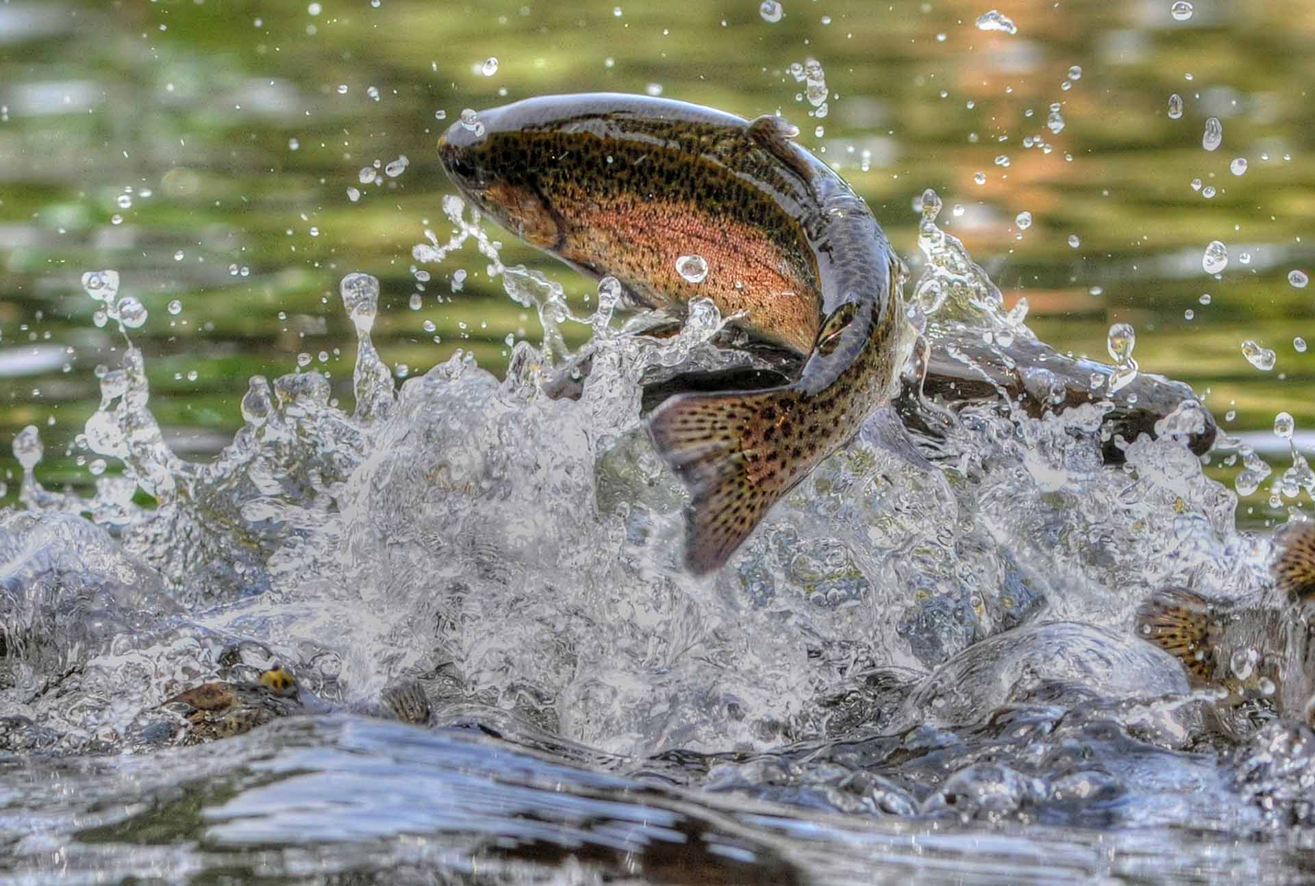 Jumping rainbow trout in a stream