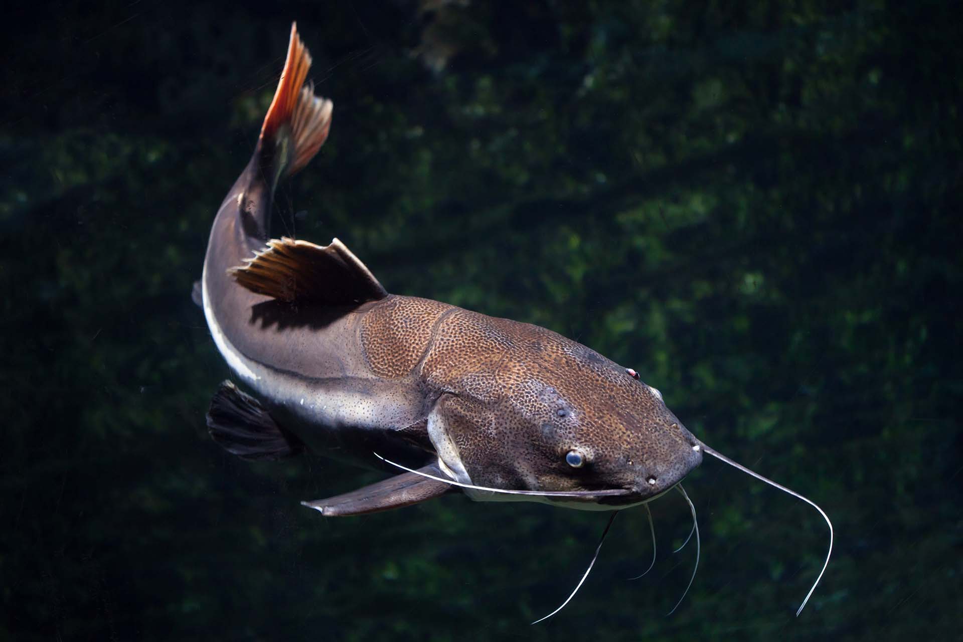 Redtail catfish swimming