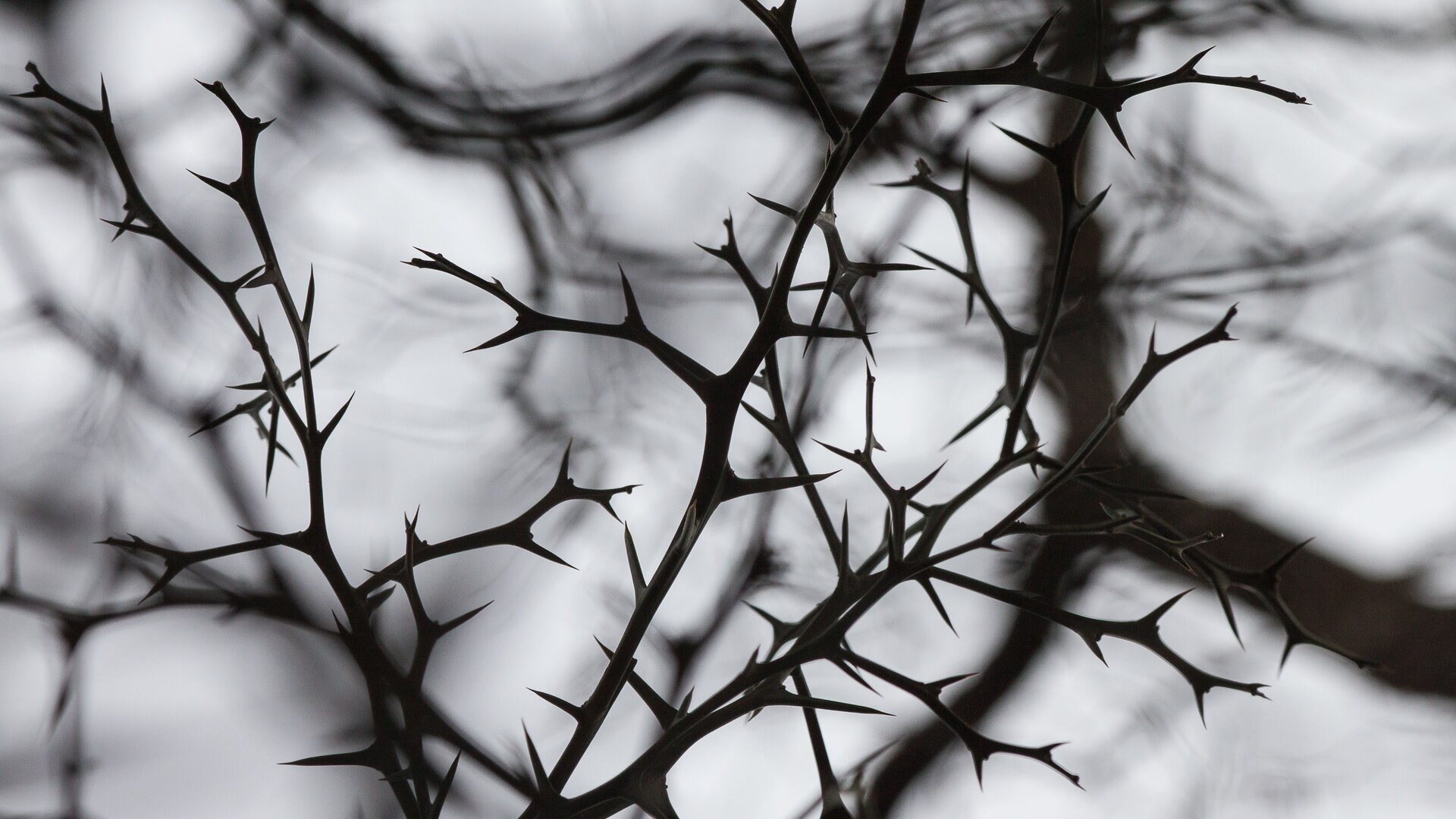 Tree branches with thorns
