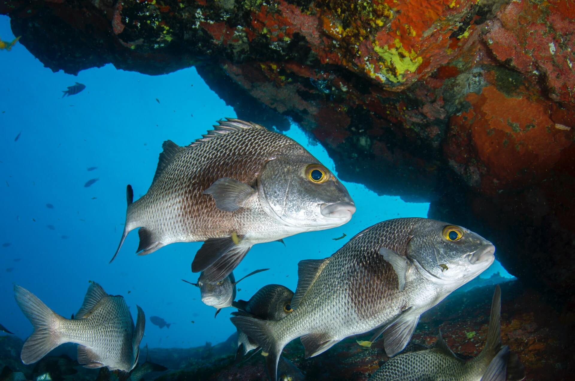 Close-up photo of snapper fish