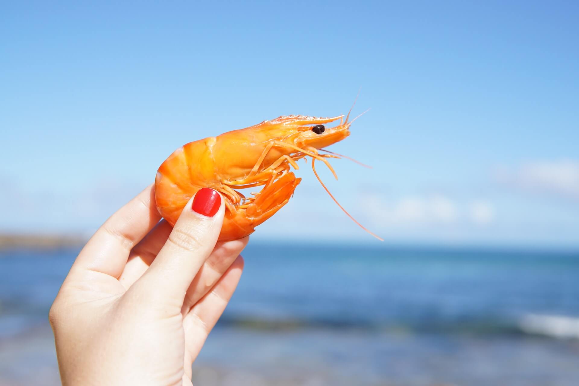 Person holding a shrimp