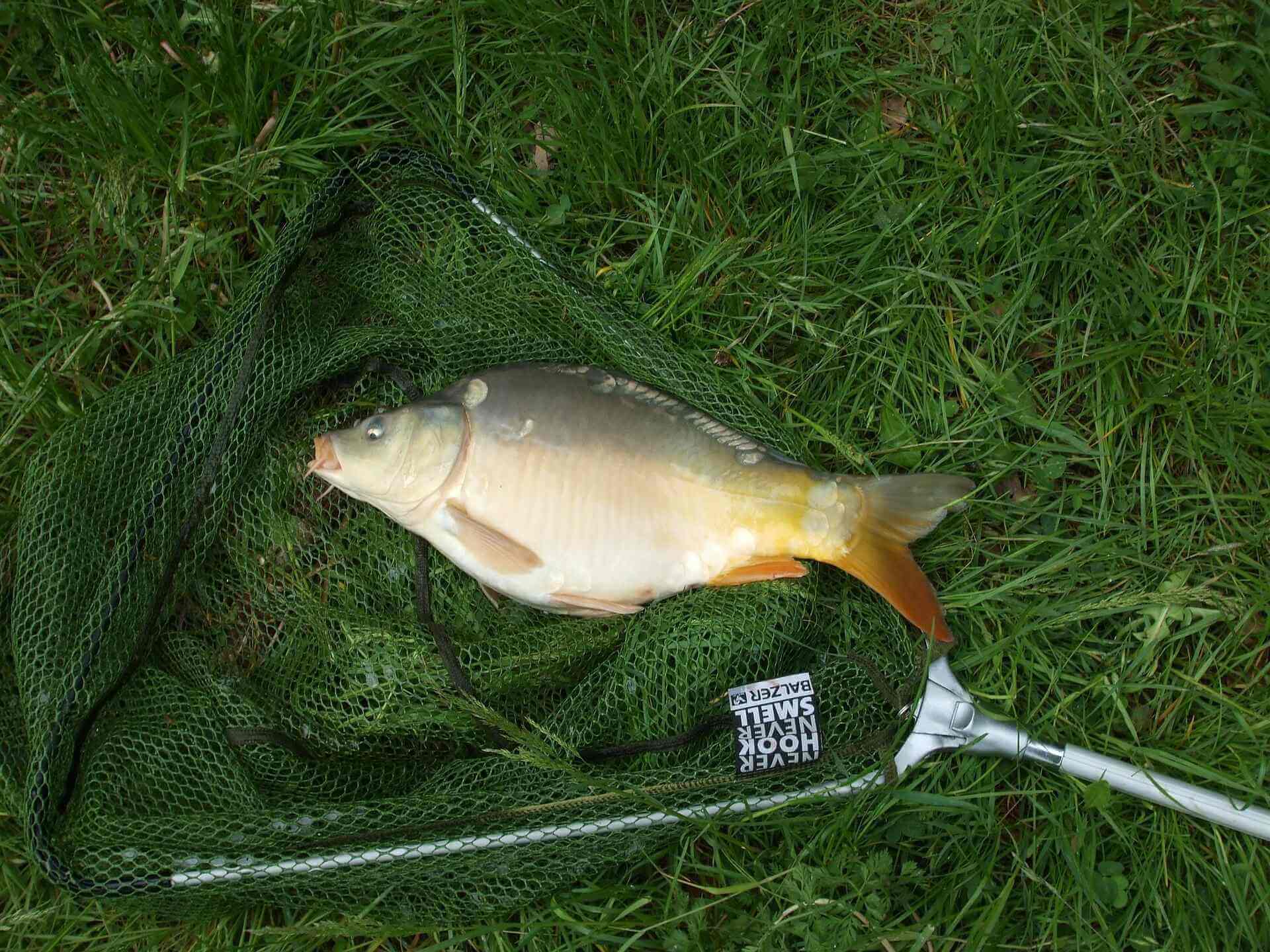 A common carp caught in a net