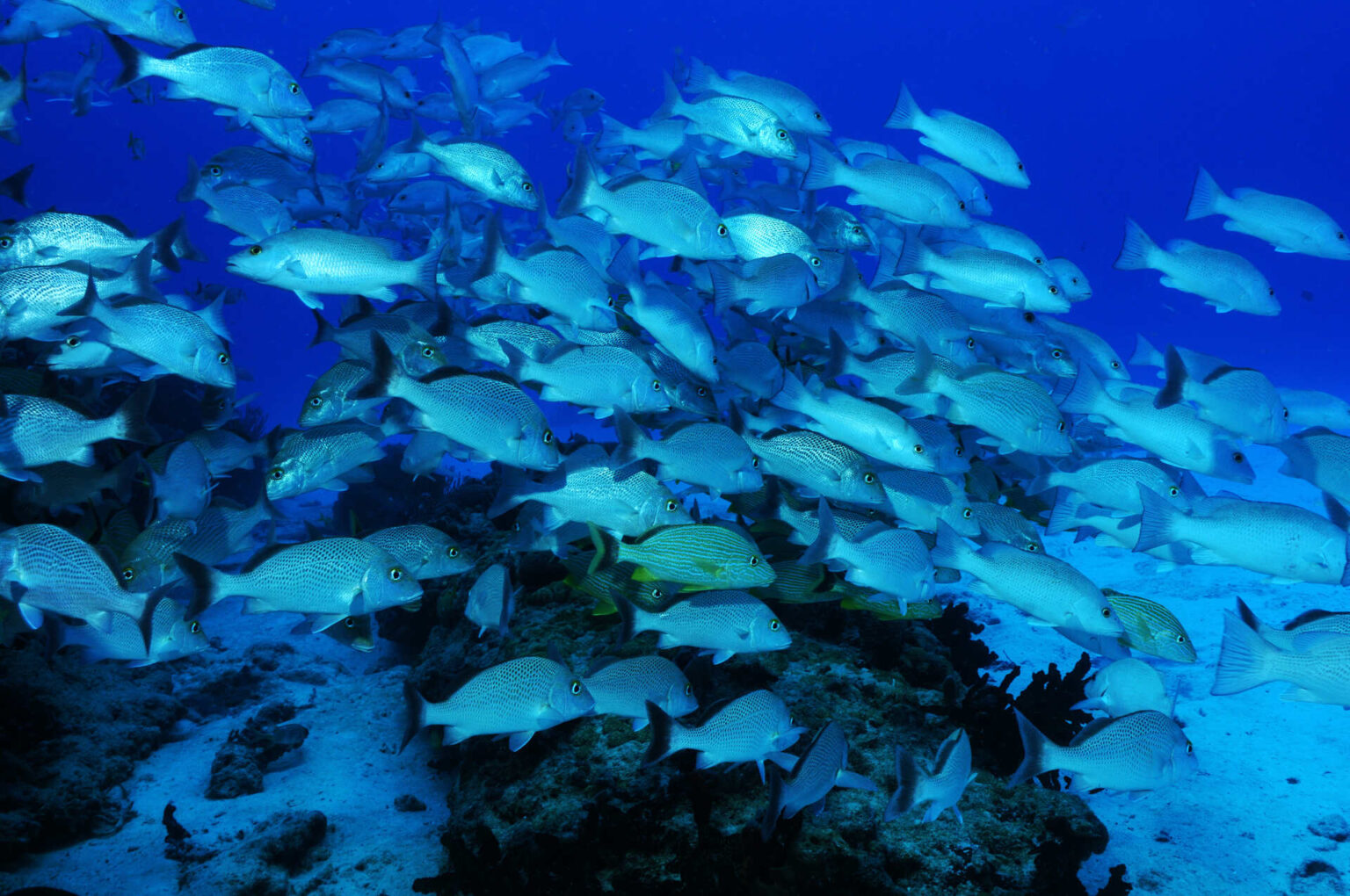 The Most Common Fish in Australia Fishing Looker