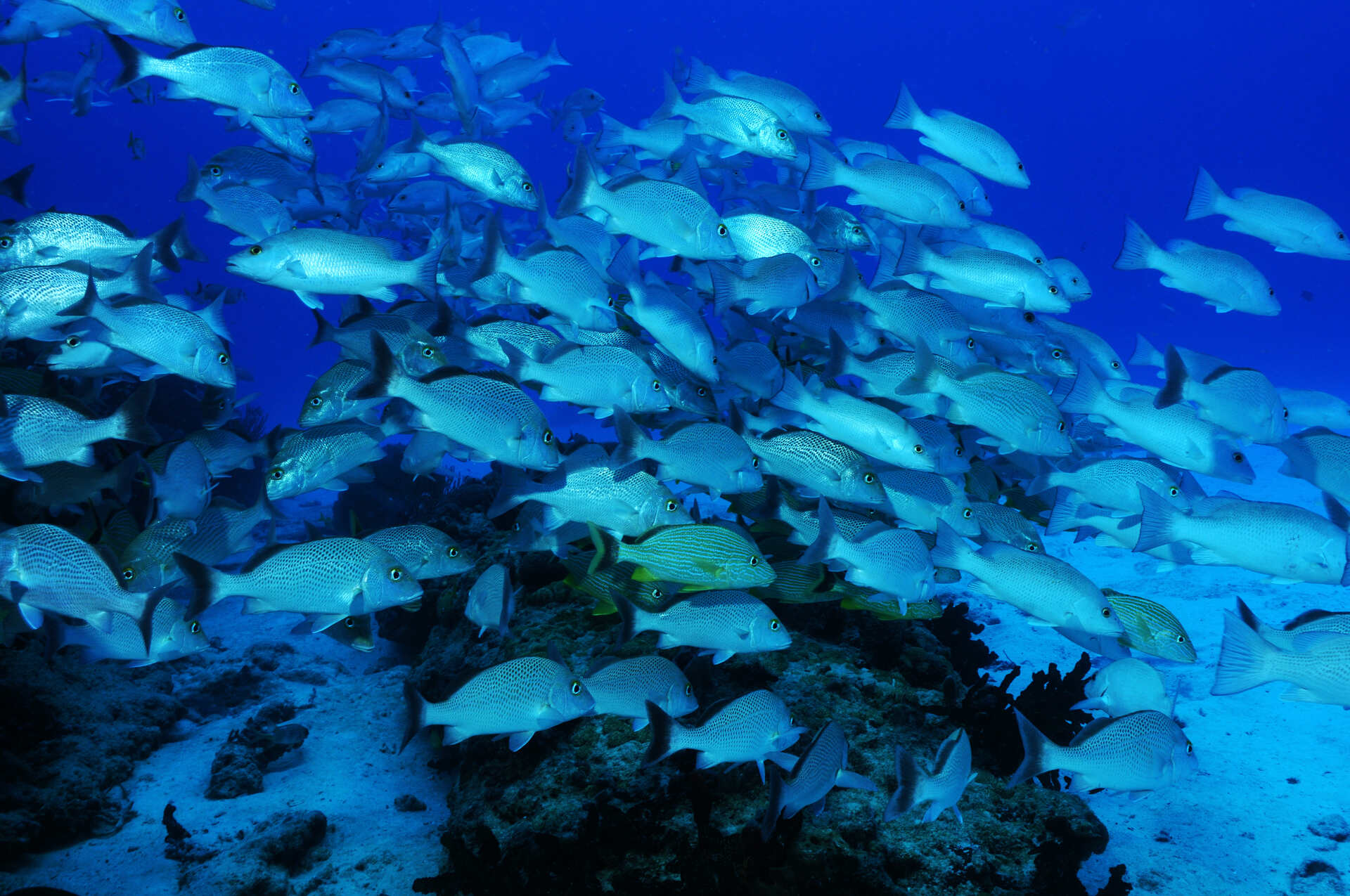 A school of bluefish