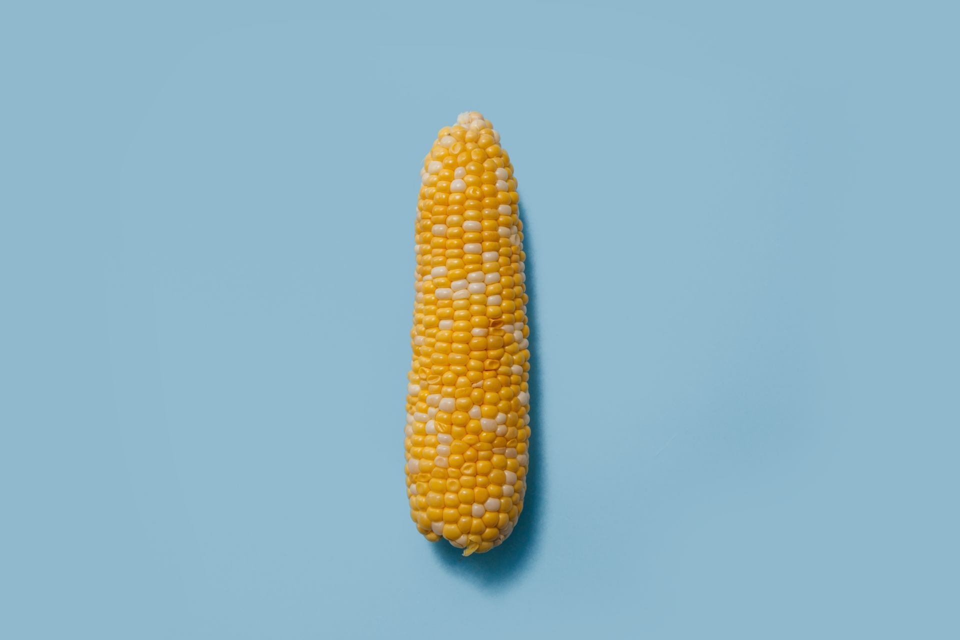 Corn on blue background
