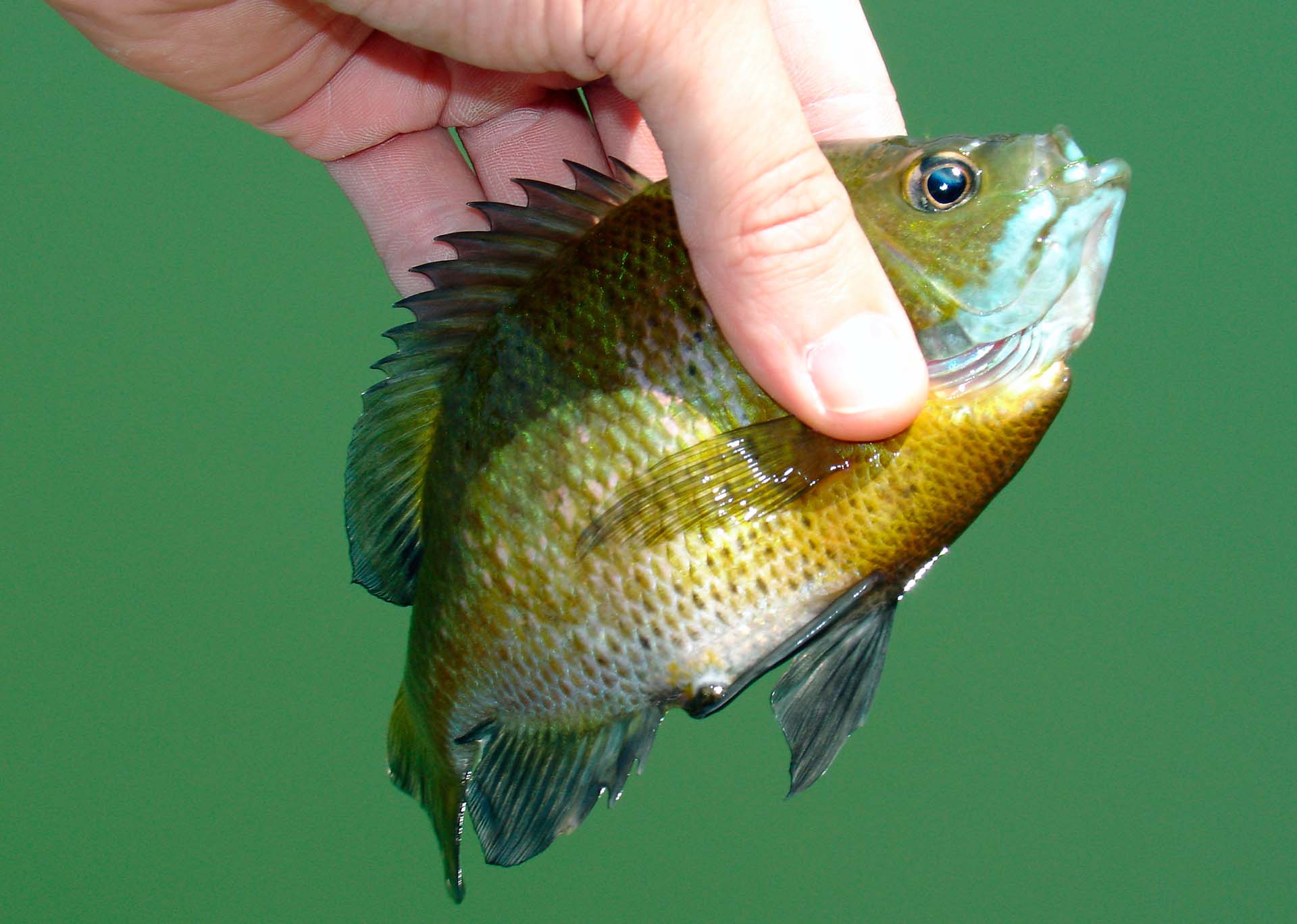 A person holding a panfish