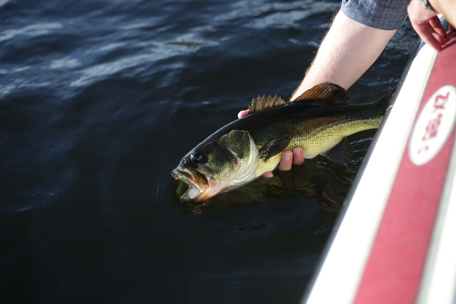 A person holding a bass fish above the water
