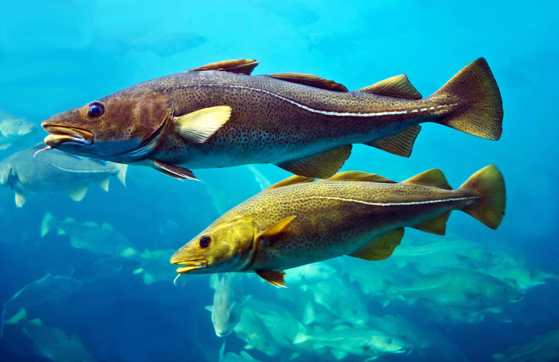 Codfish swimming in an aquarium