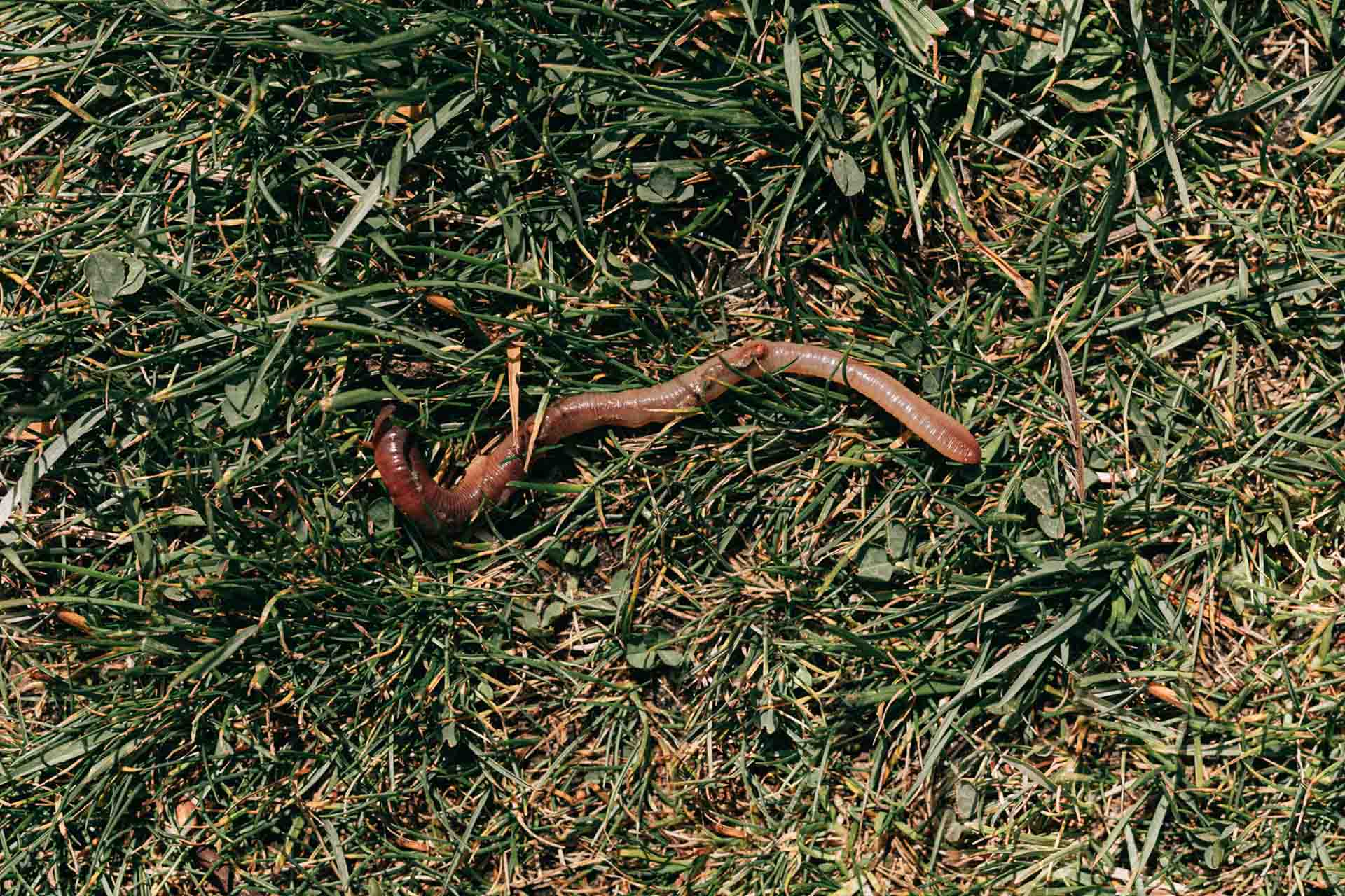 Earthworm crawling on the grass