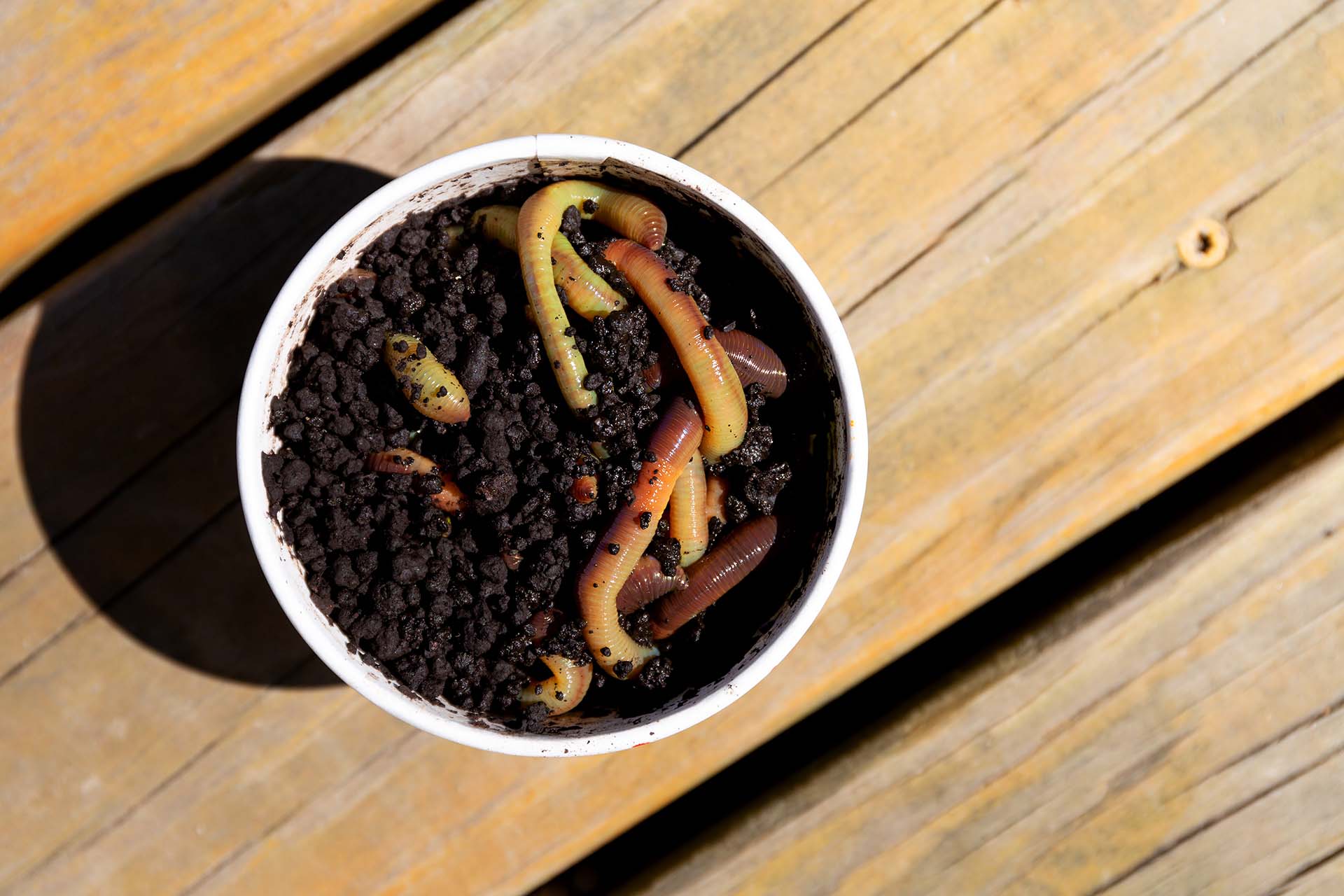 Earthworms in a container with soil
