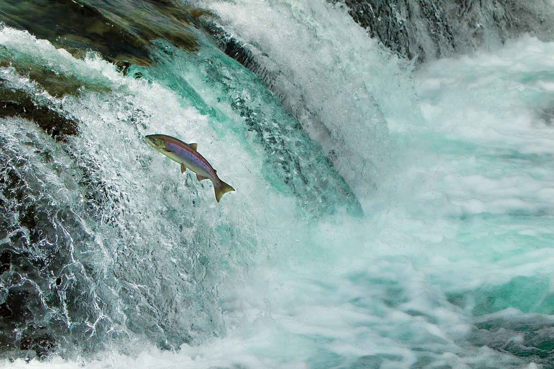 Salmon jumping a waterfall