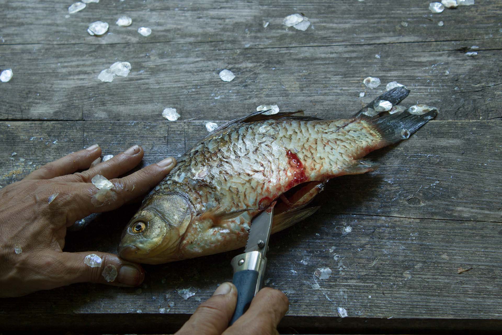 Man's hands cutts and cleans river fresh fish with knife on a dirty weathered wooden surface outdoors