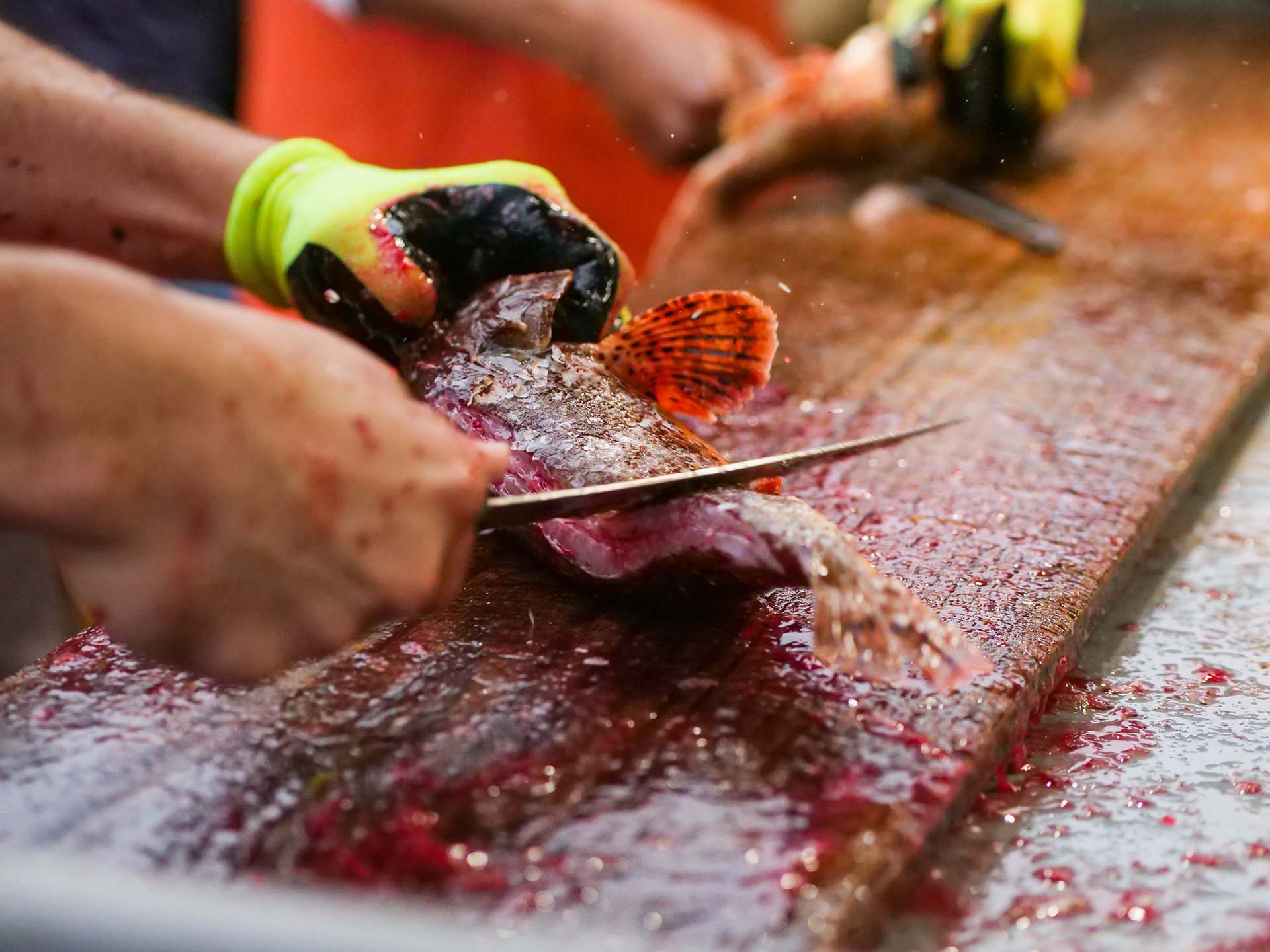 A person removing scales from a fish