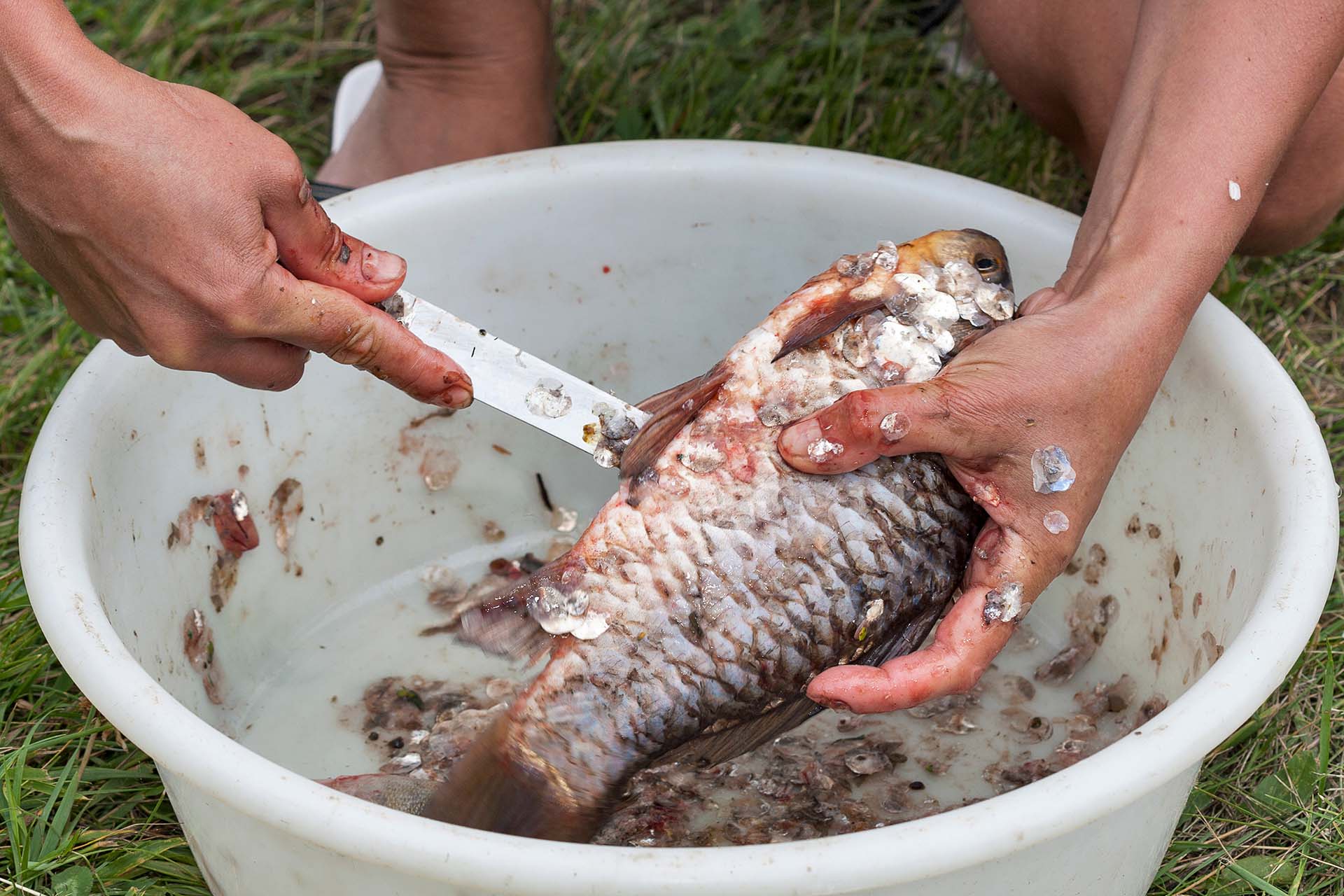 hands gutting and cleaning fish closeup