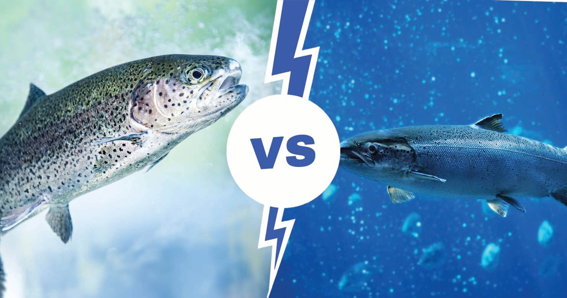 Trout vs salmon featured image
