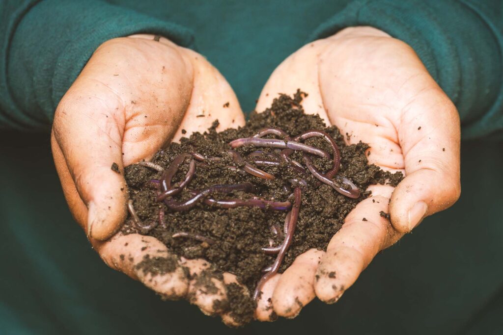 A-person-holding-soil-and-worms-in-their-hands-1024x683