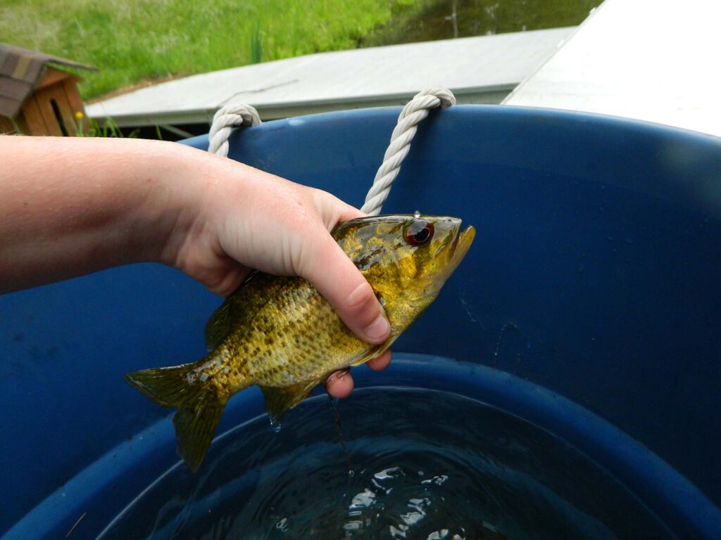 Person holding a crappie