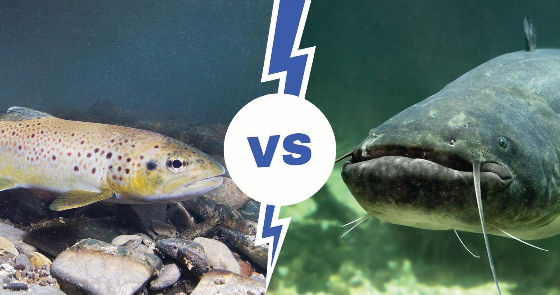 trout vs catfish featured image
