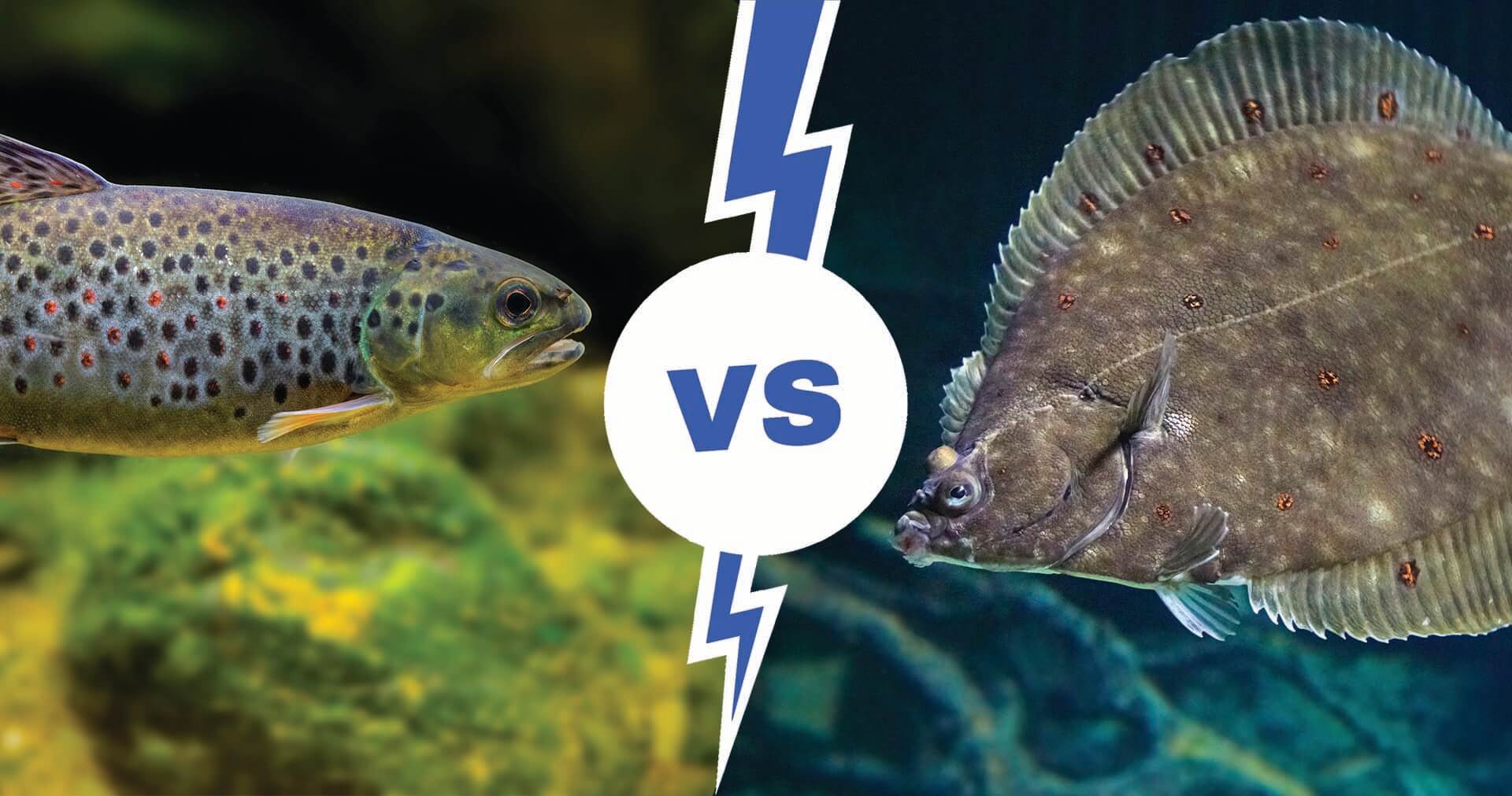 trout vs. flounder