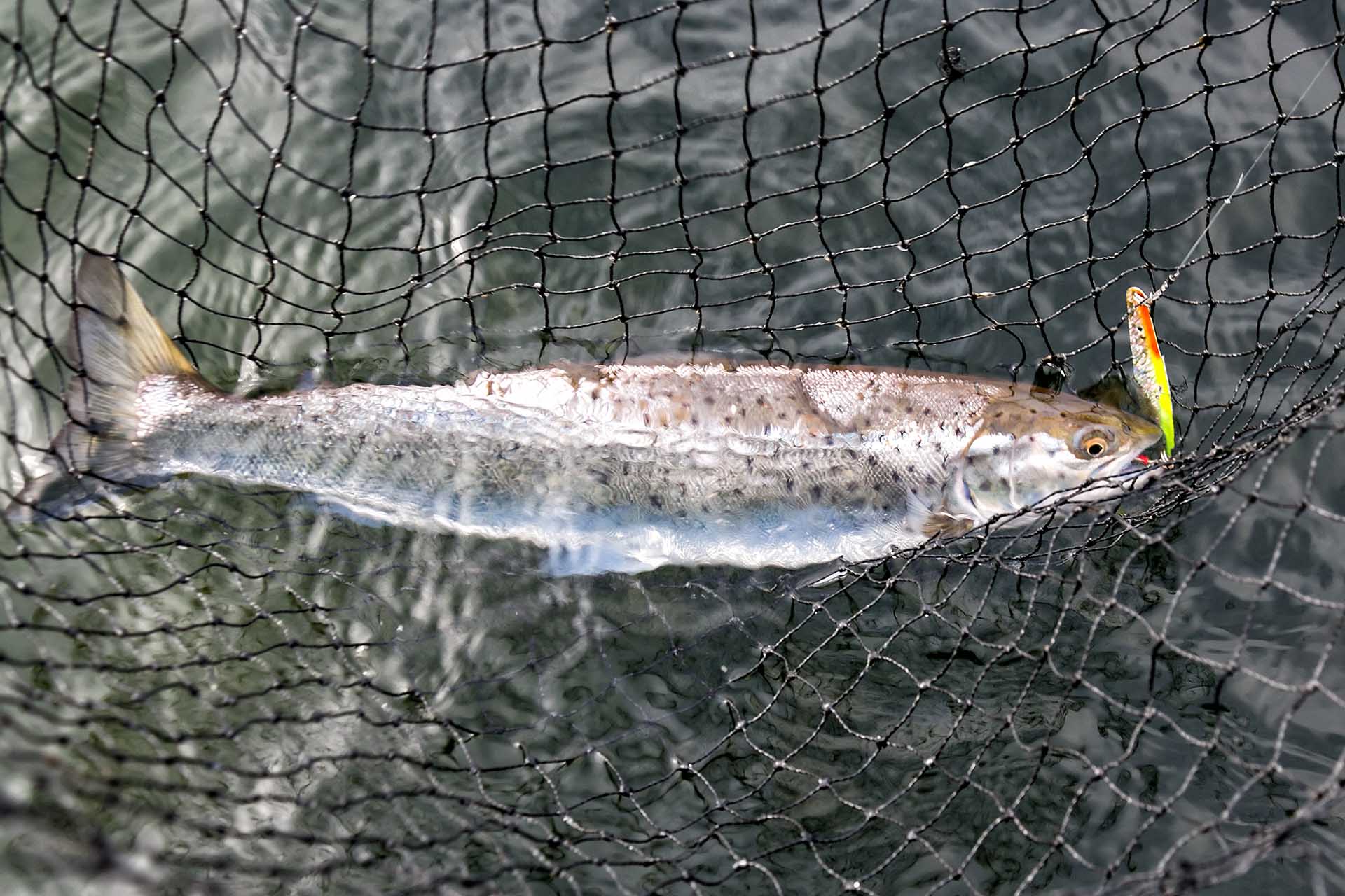 Sea trout in landing net