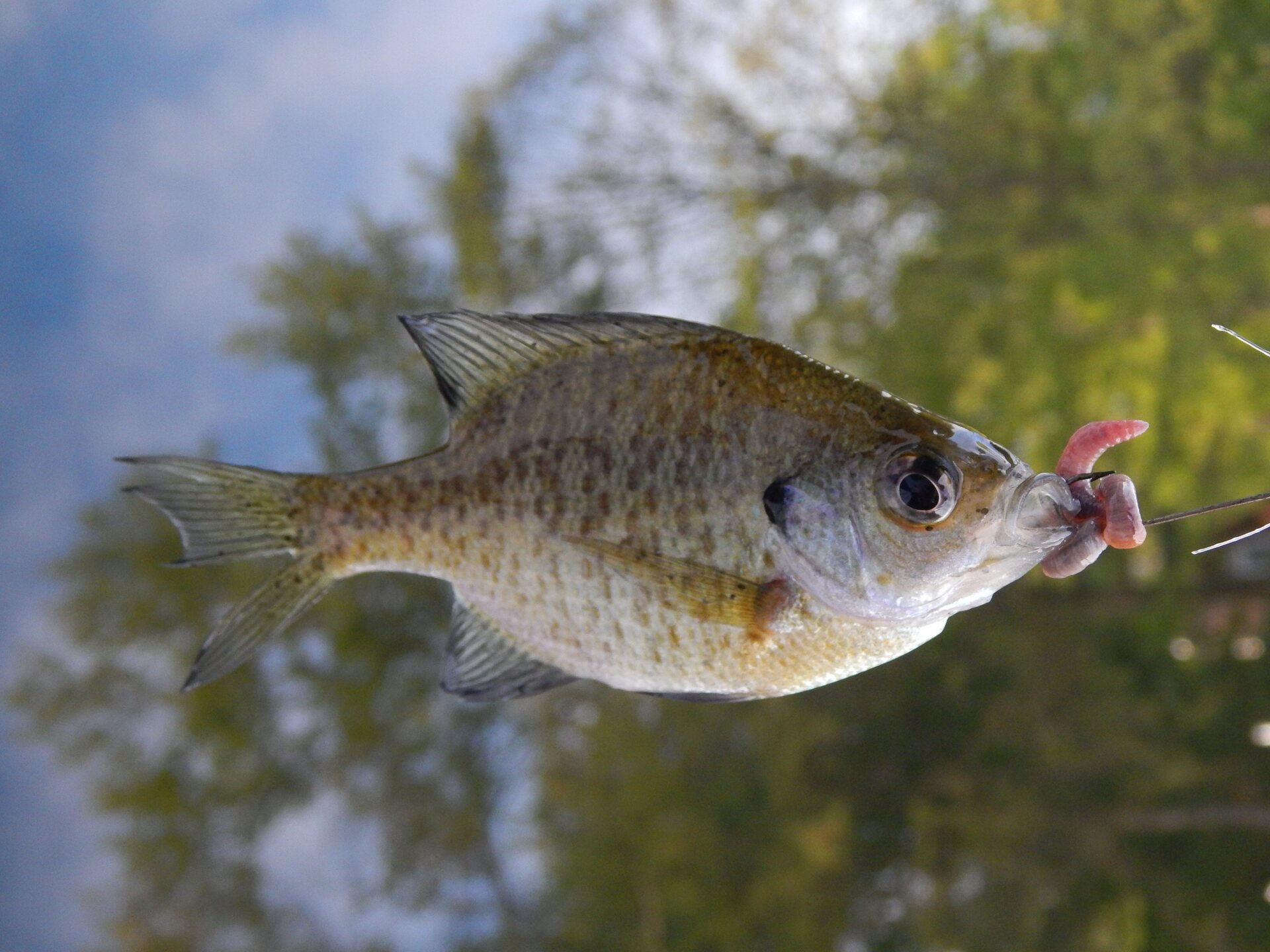 Bluegill caught on a hook with worm bait