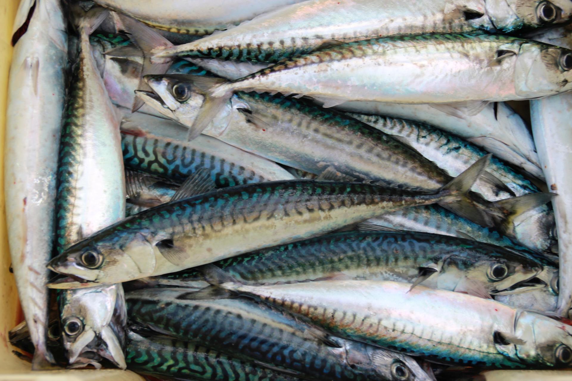 Mackerel in a plastic container 