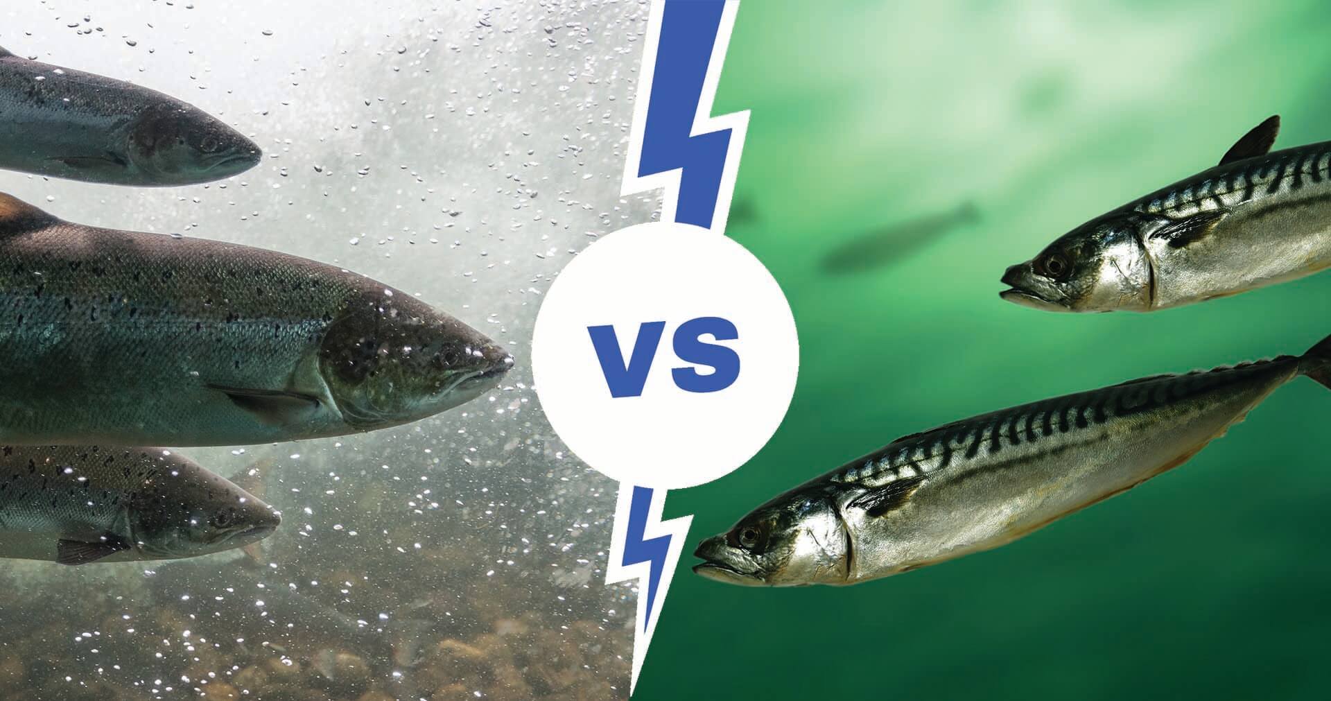 Mackerel vs. Salmon - The Ultimate Face-off | Fishing Looker