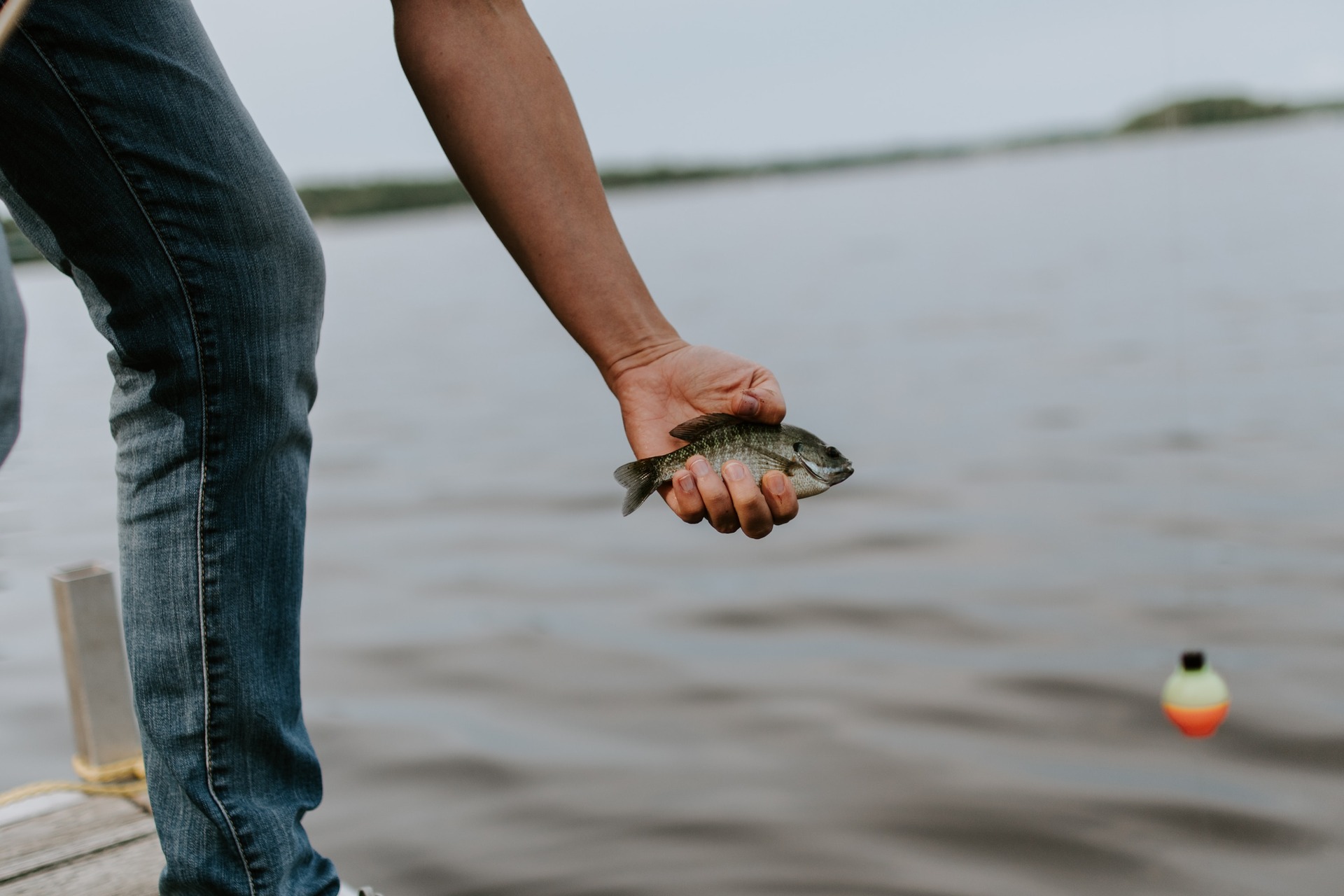 A man holding a small bluegill in hand