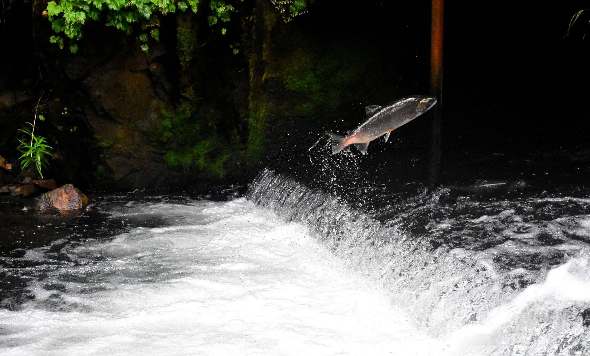 Salmon swimming out of the water 