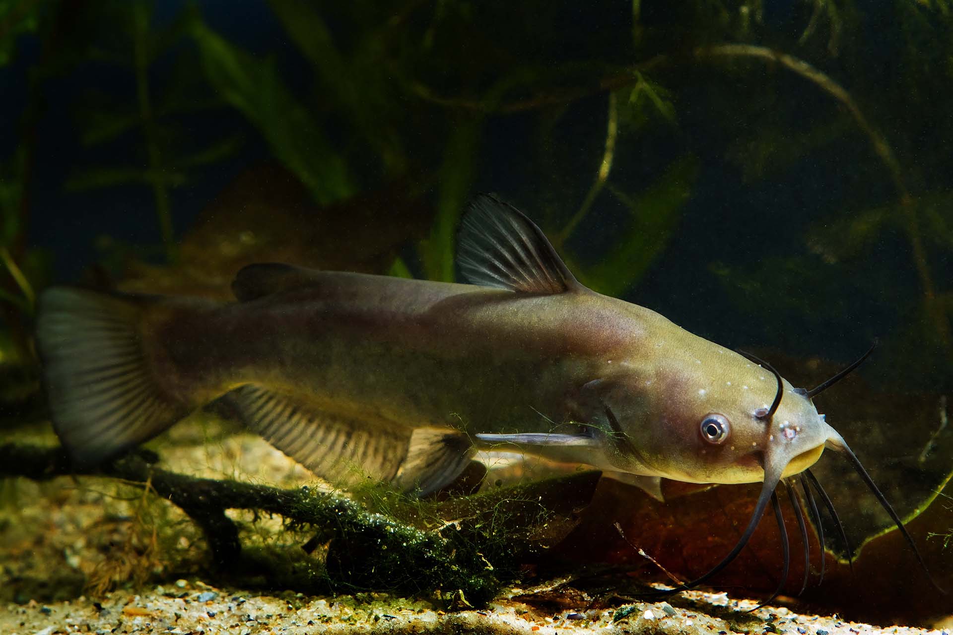 A Channel Catfish