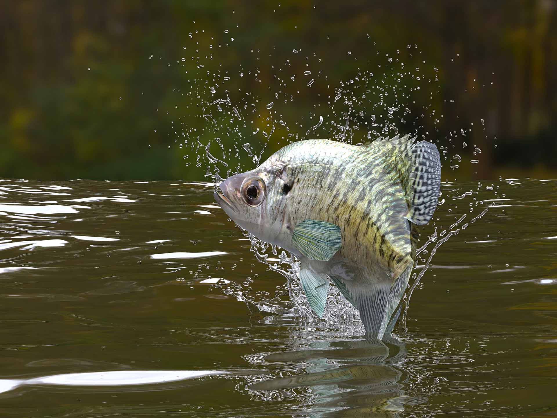 Great pattern of crappie fish in river jumping out 3d render