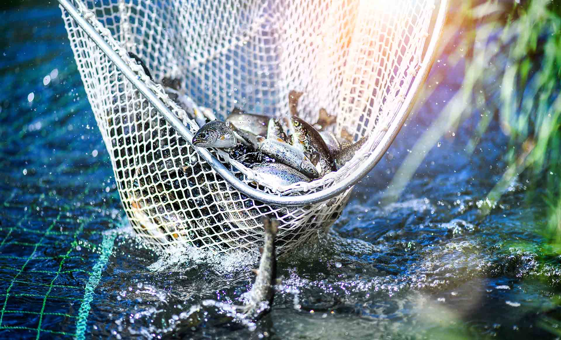 Fish in a net