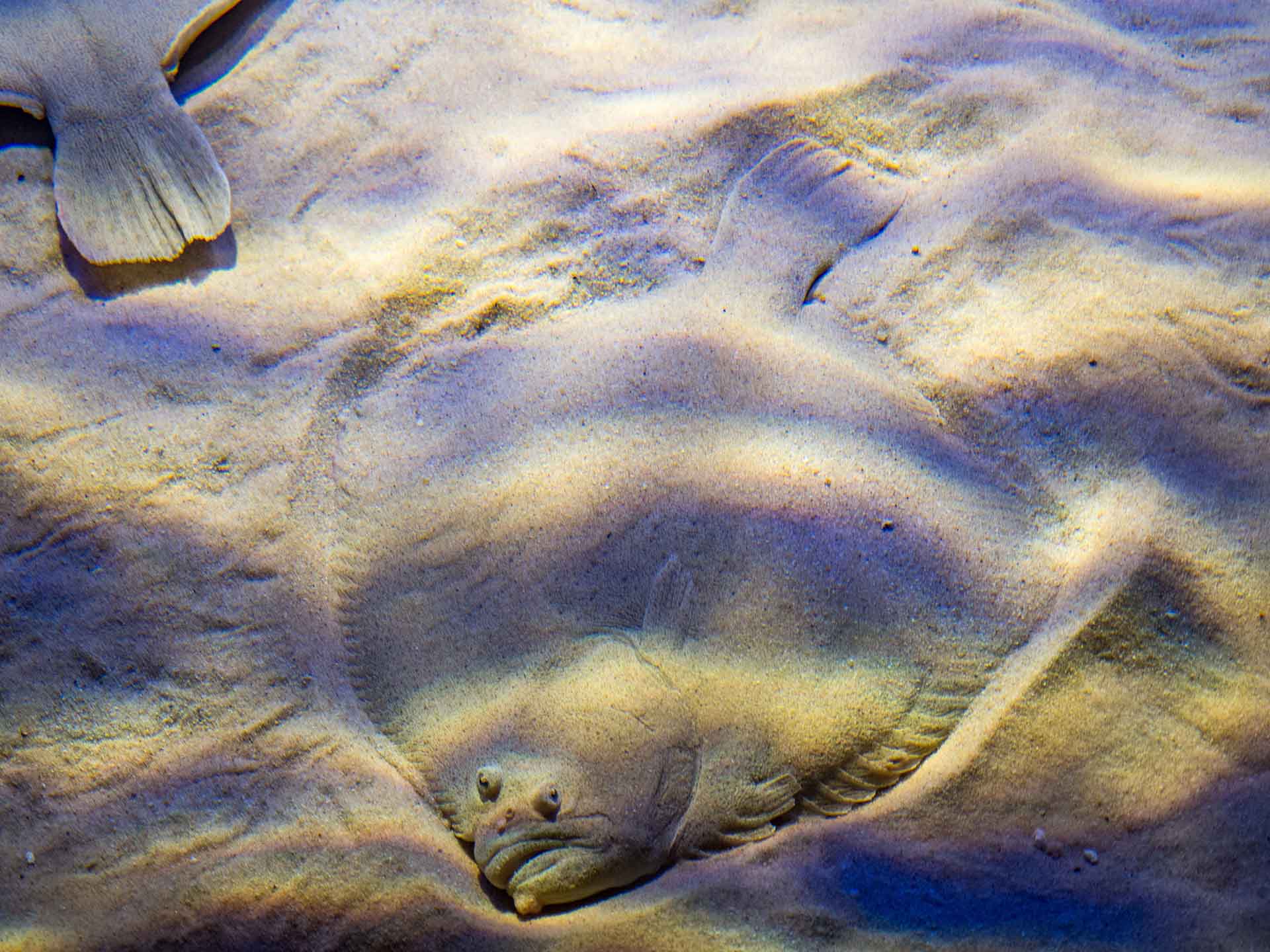 Flounder fish on a sandy bottom