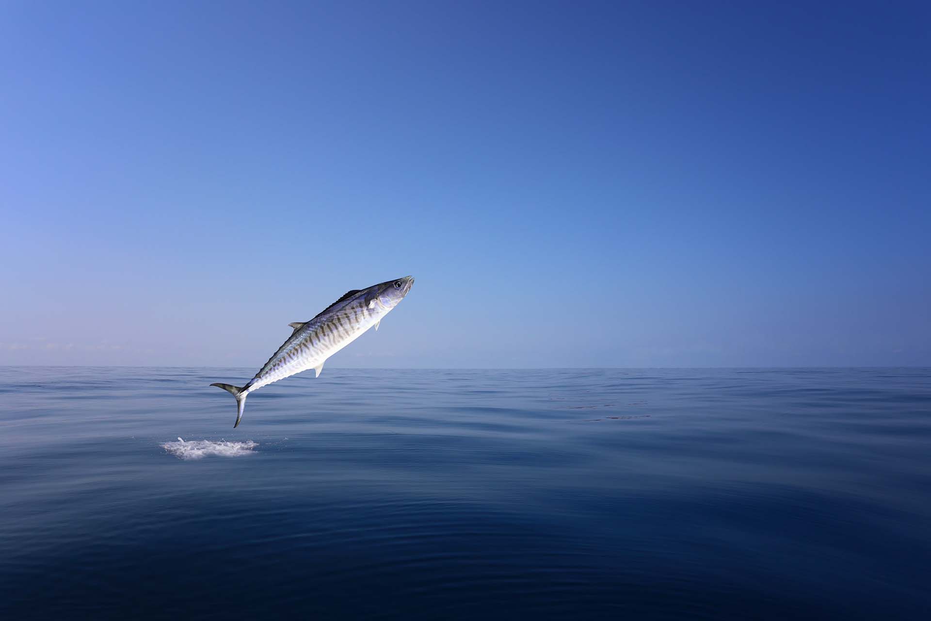 King Mackerel jumping over the sea to hunt for food