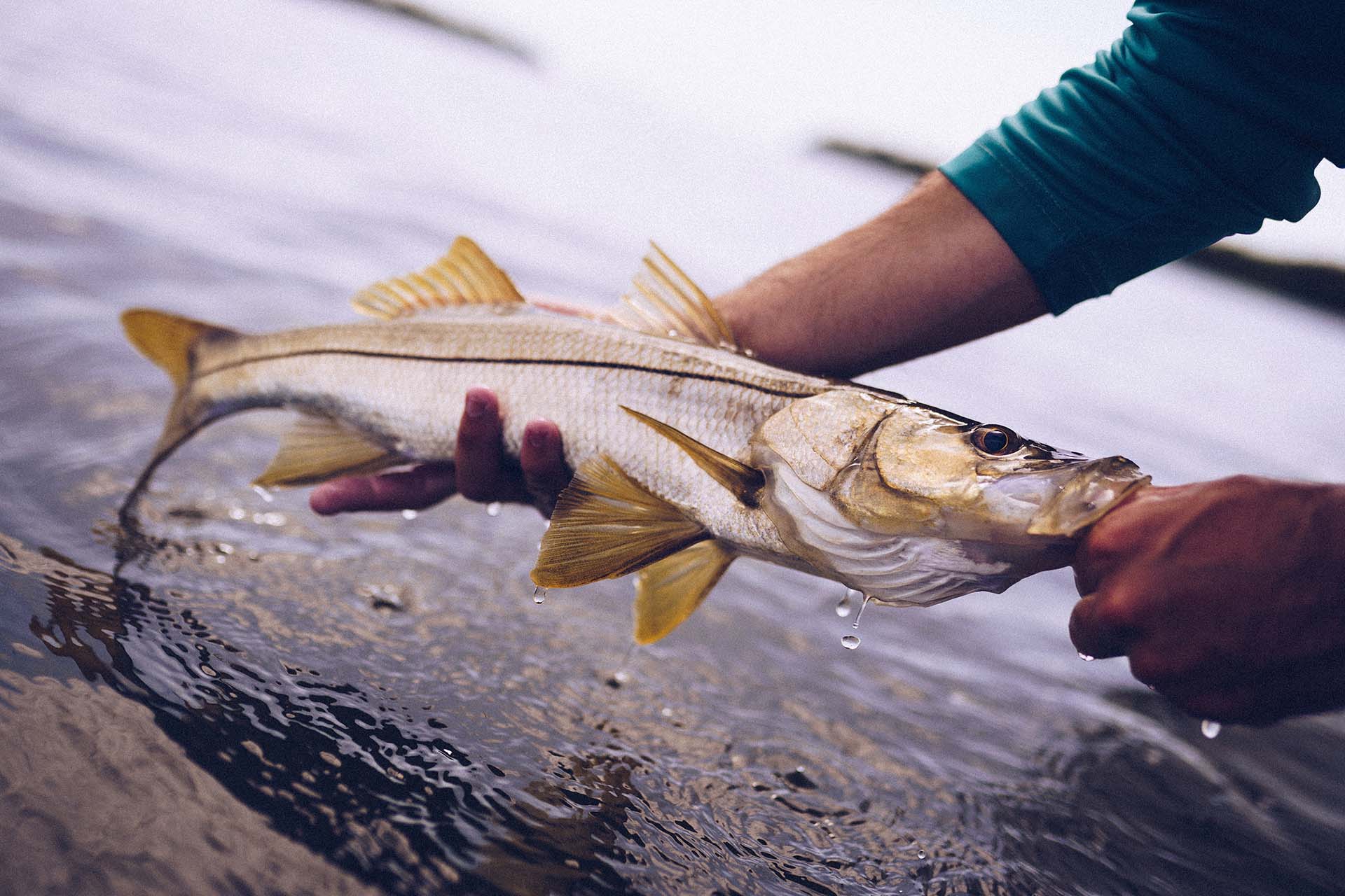 Full snook fish being held just outside of the water