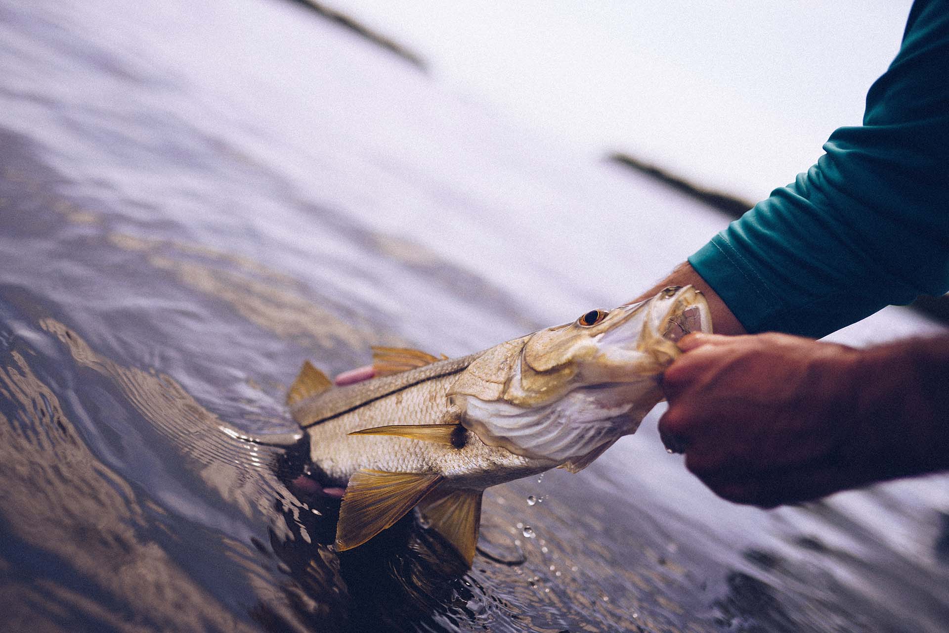 Snook fish being pulled out of the water