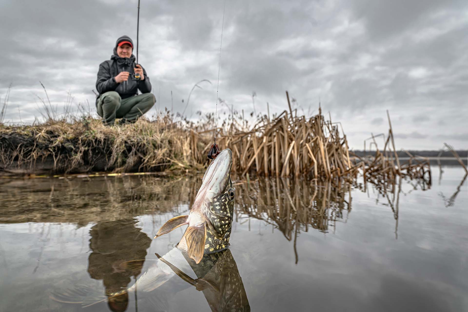Fisherman pulling a muskie fish out of the water on a cloudy day
