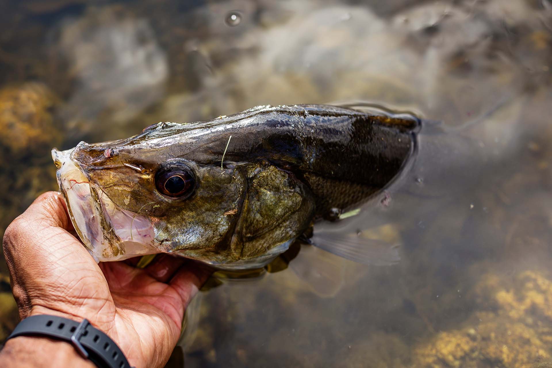 Releasing a snook back into the water