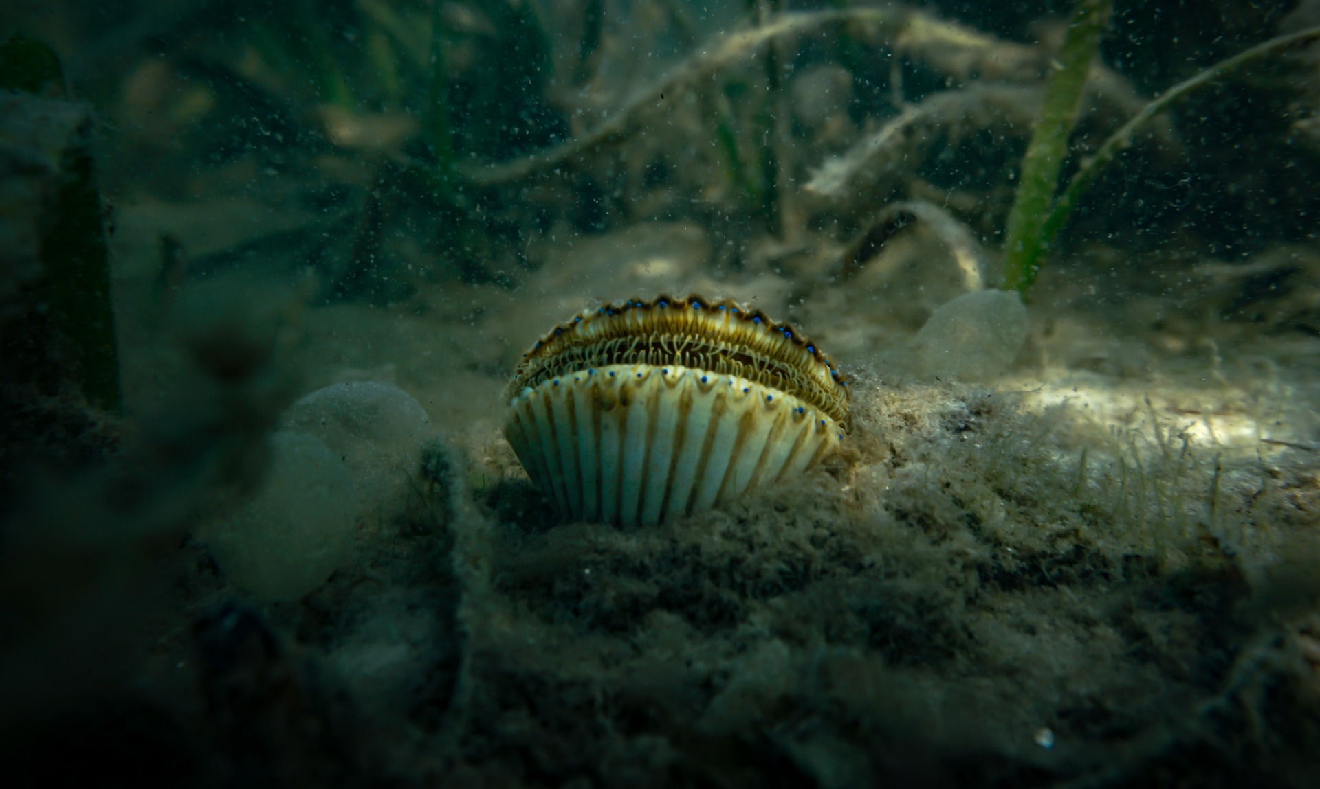 Bay scallop in the water