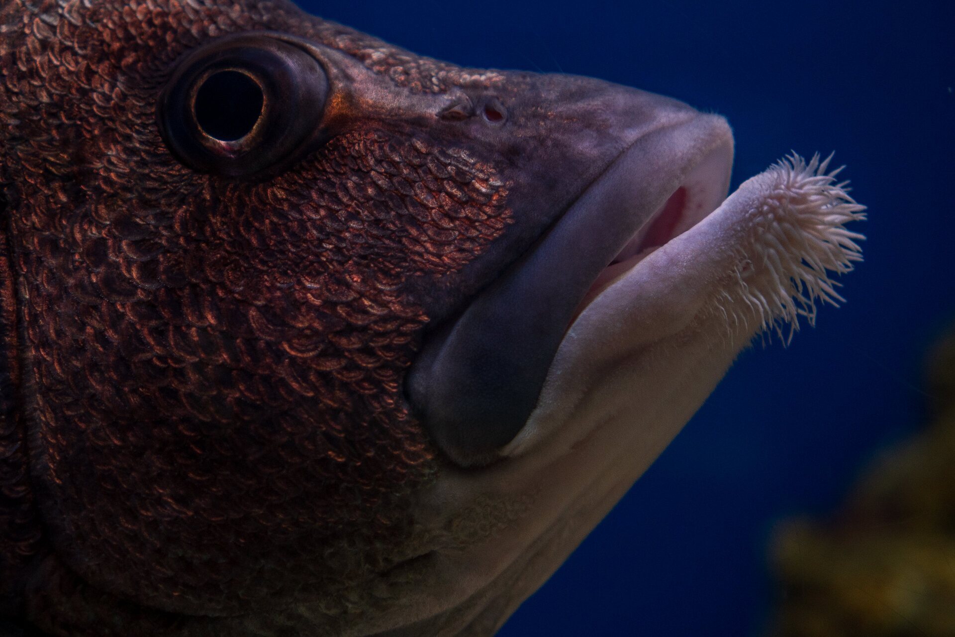Close-up of the red snapper