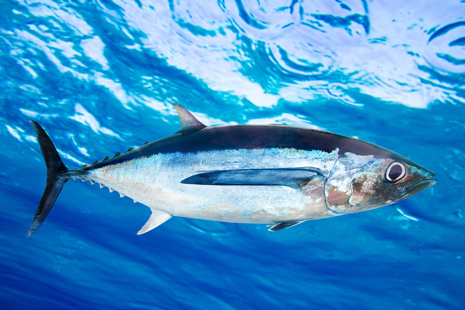 Albacore tuna fish in water