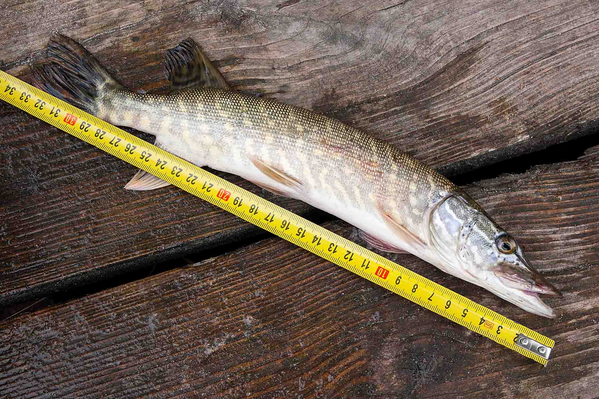 Freshwater Northern pike fish know as Esox Lucius and tape-measure lying on vintage wooden background. Fishing concept, good catch - big freshwater pike fish just taken from the water and tape-measure.