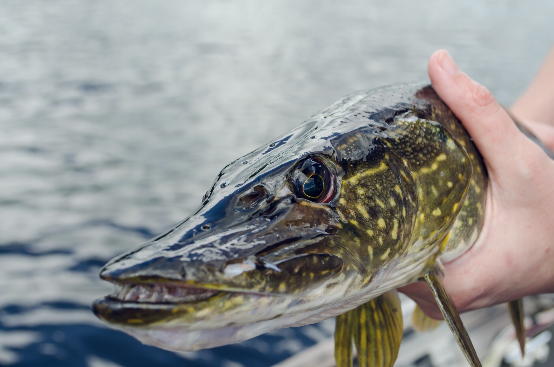 Person holding a northern pike