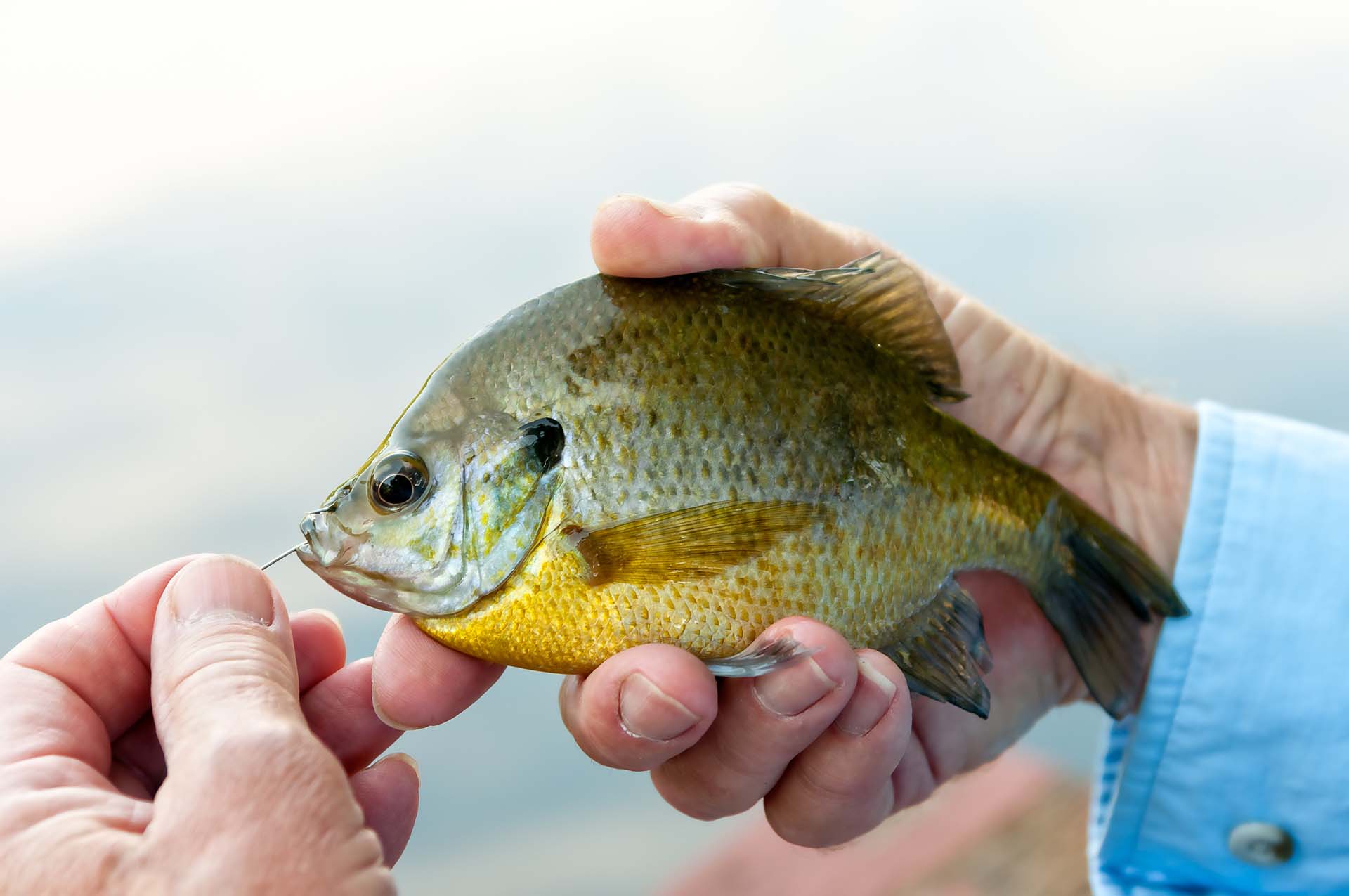 Person holding sunfish in hands and removing the fish hook