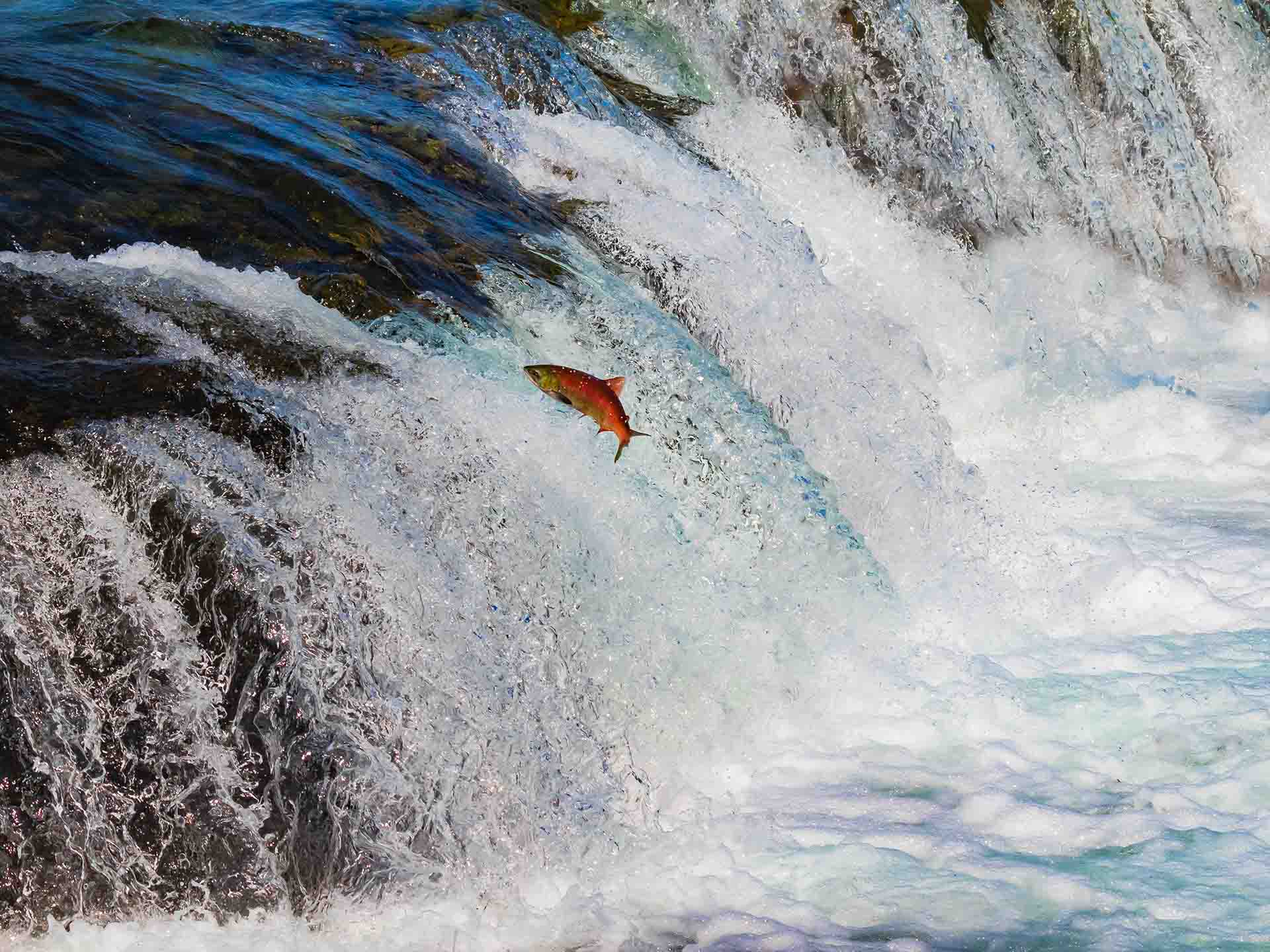 Sockeye salmon swimming upstream 