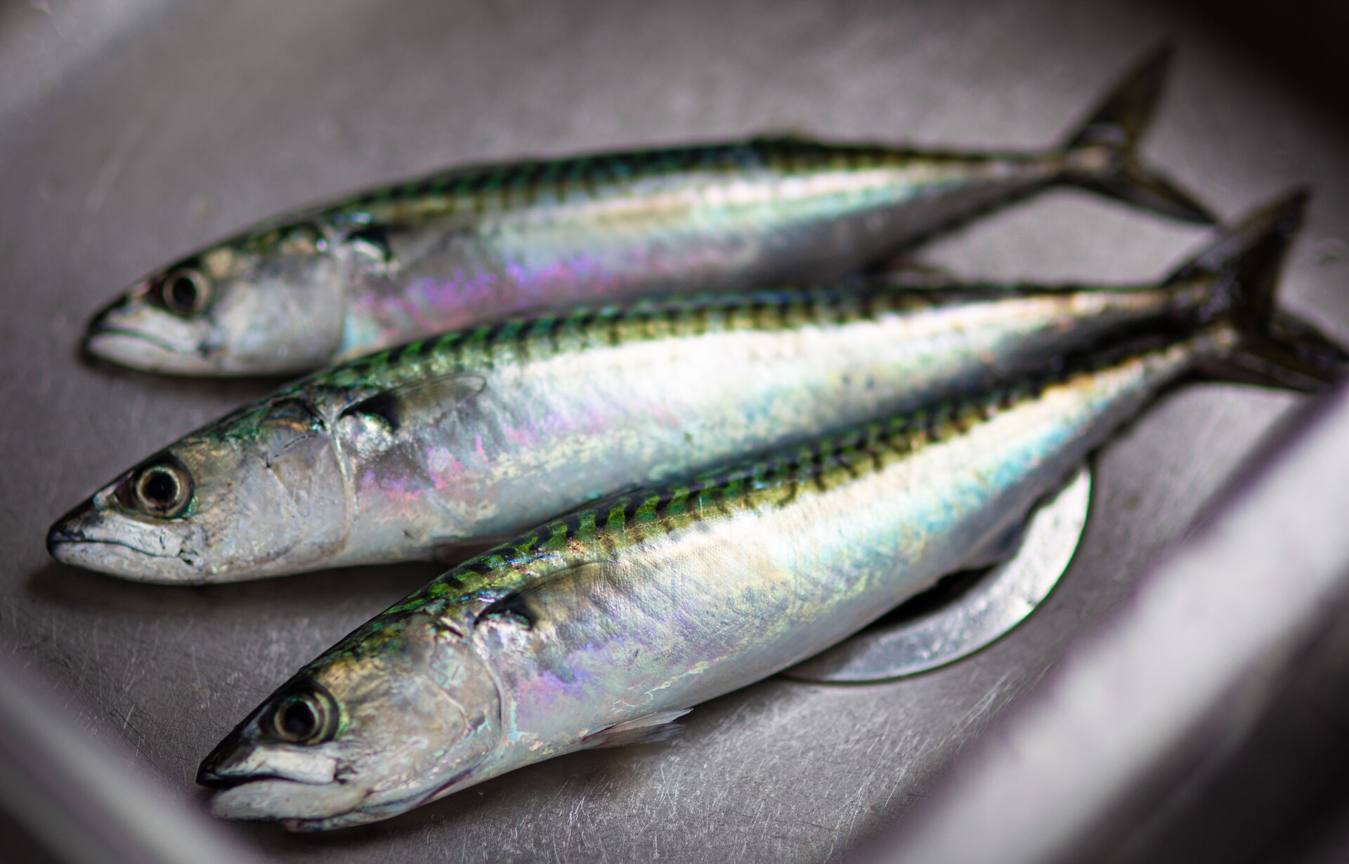 Three sardines in a sink 