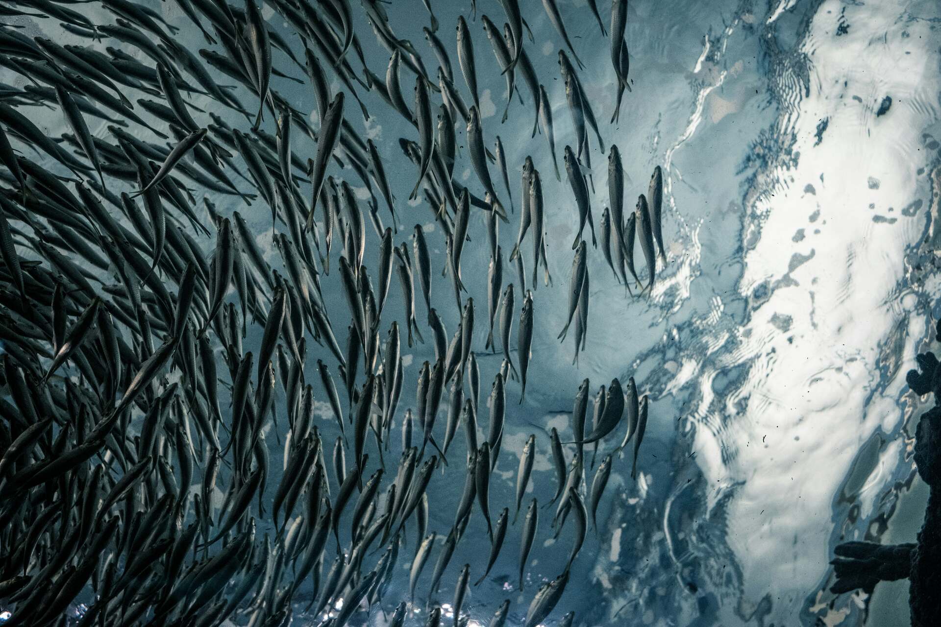 A school of sardines in the water