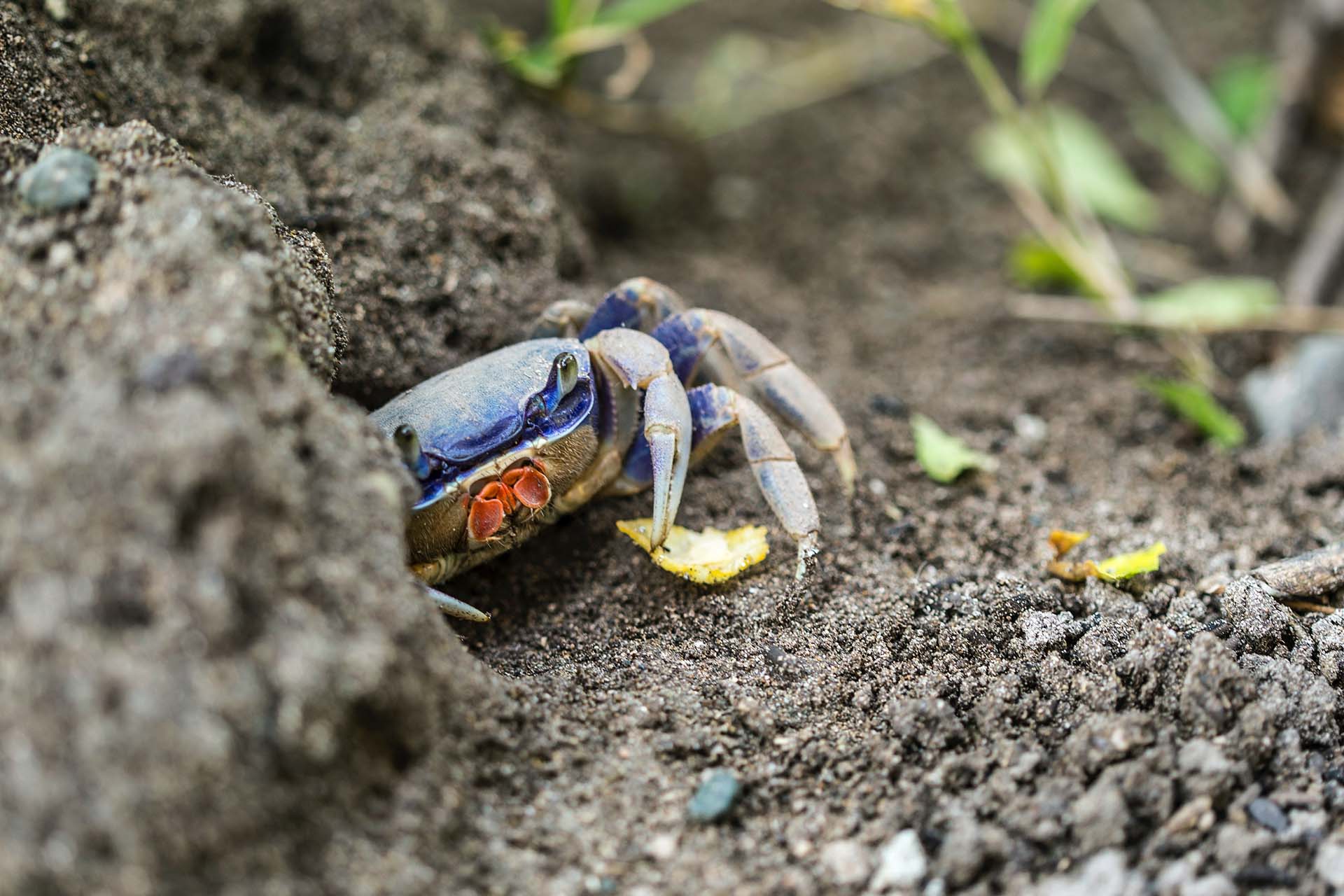 A blue crab in nature 