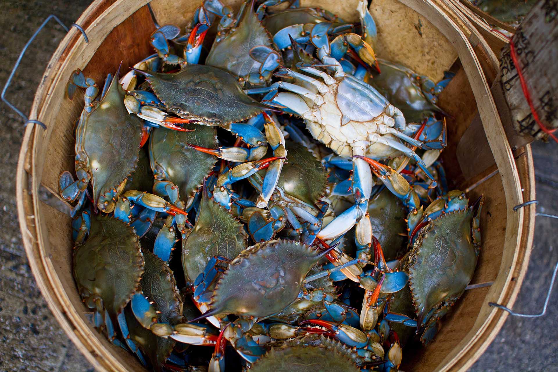 Blue crabs in a large bucket